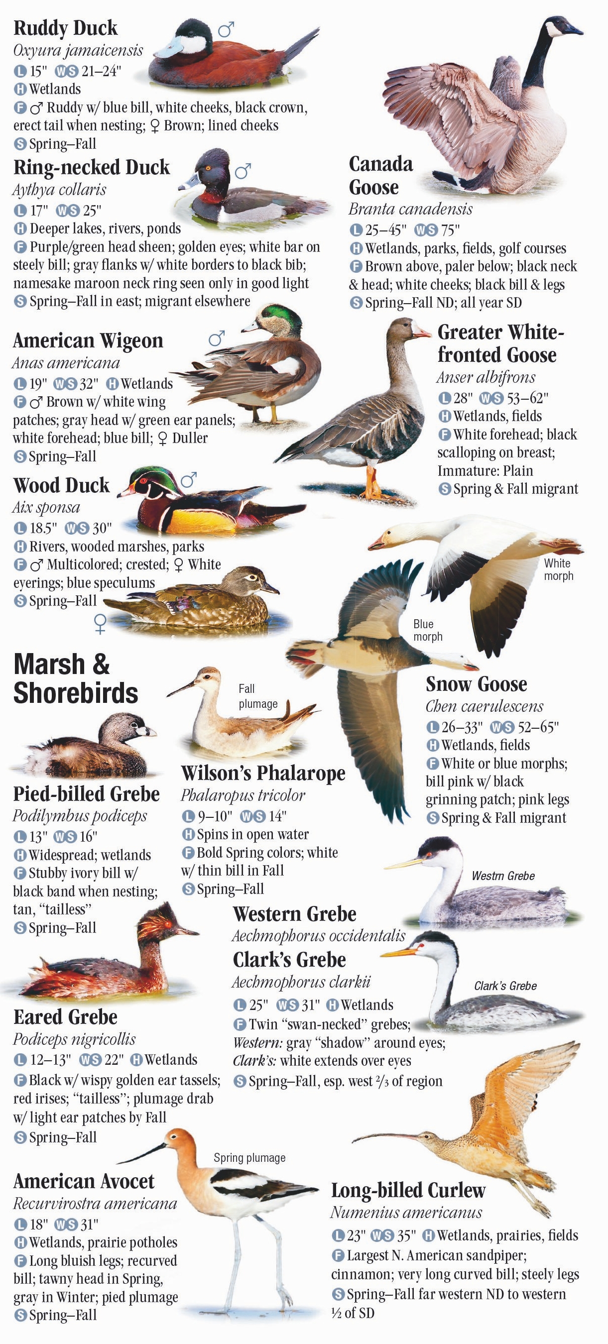 Birds of the Dakotas – Quick Reference Publishing Retail