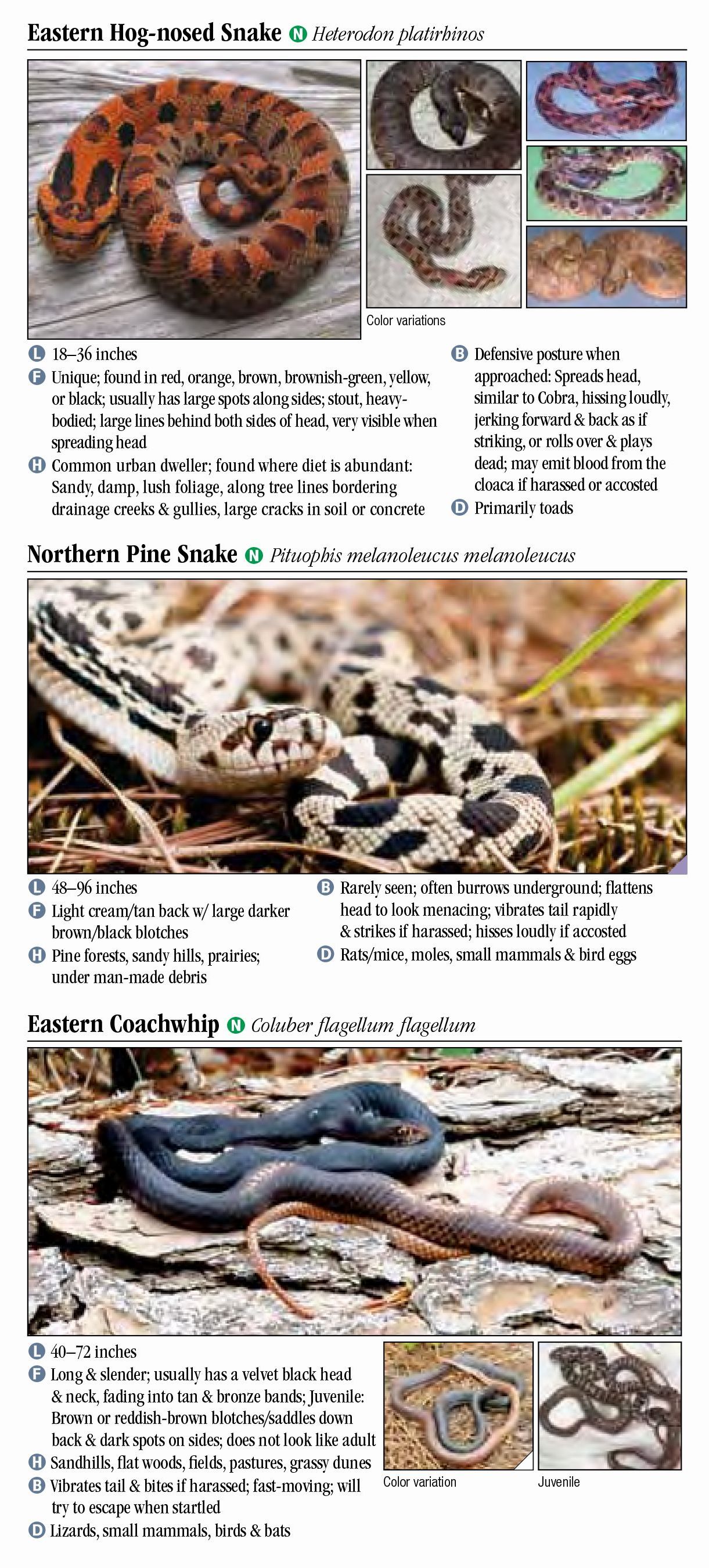 Snakes of Kentucky – Quick Reference Publishing Retail