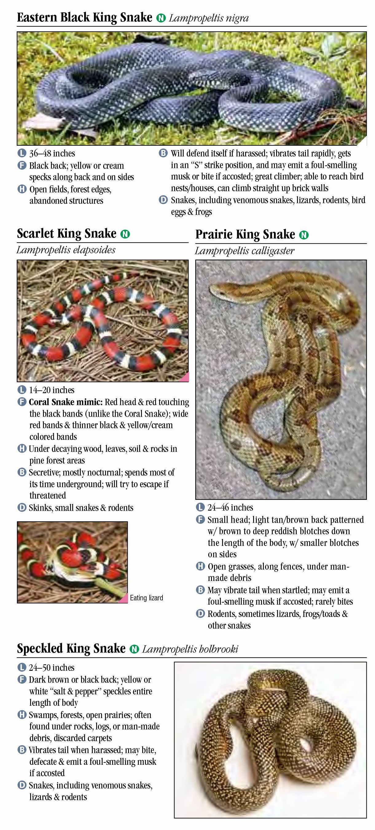 Snakes Of Kentucky – Quick Reference Publishing Retail