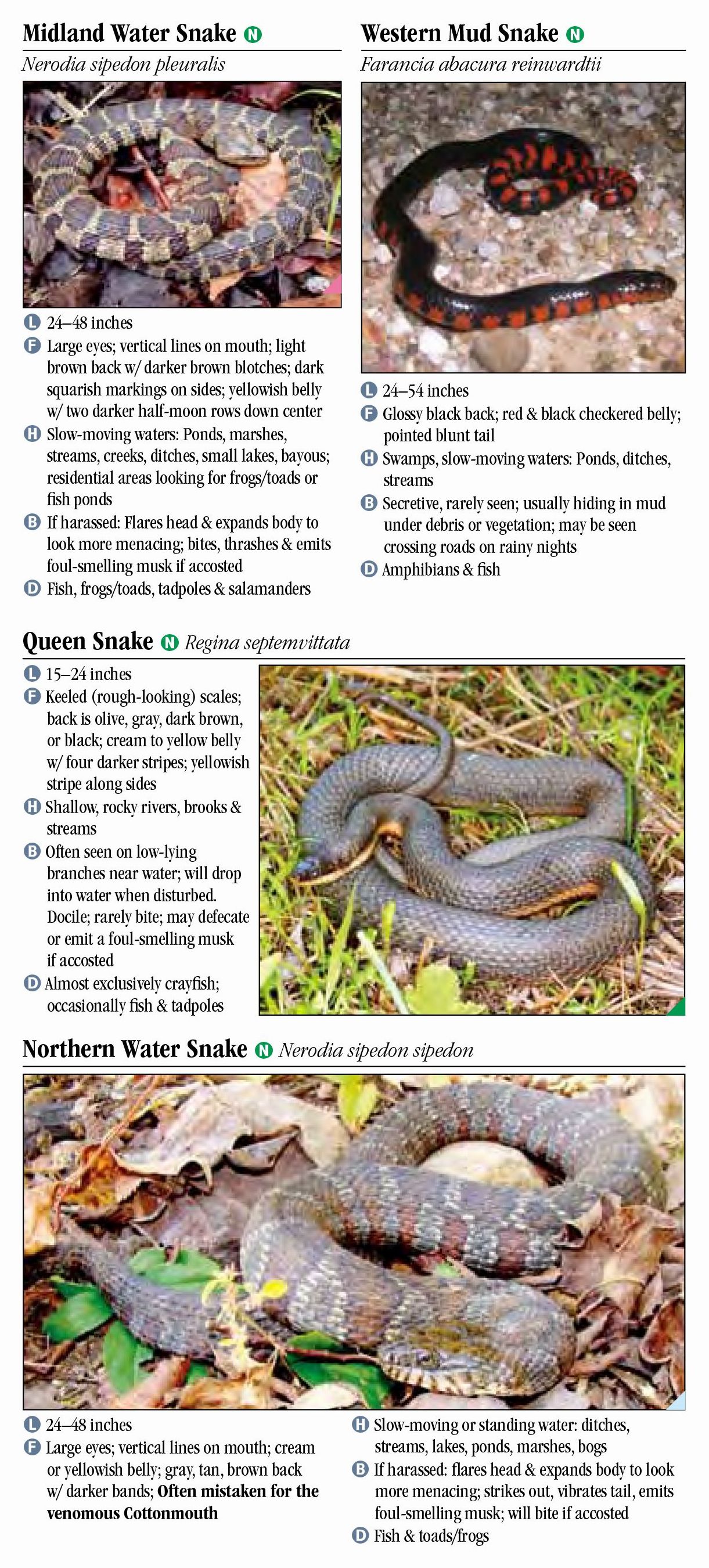 Snakes of Kentucky – Quick Reference Publishing Retail