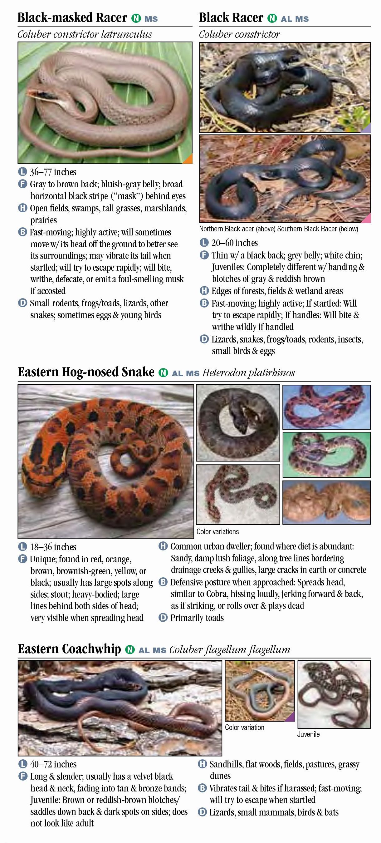 Snakes Of Alabama And Mississippi – Quick Reference Publishing Retail