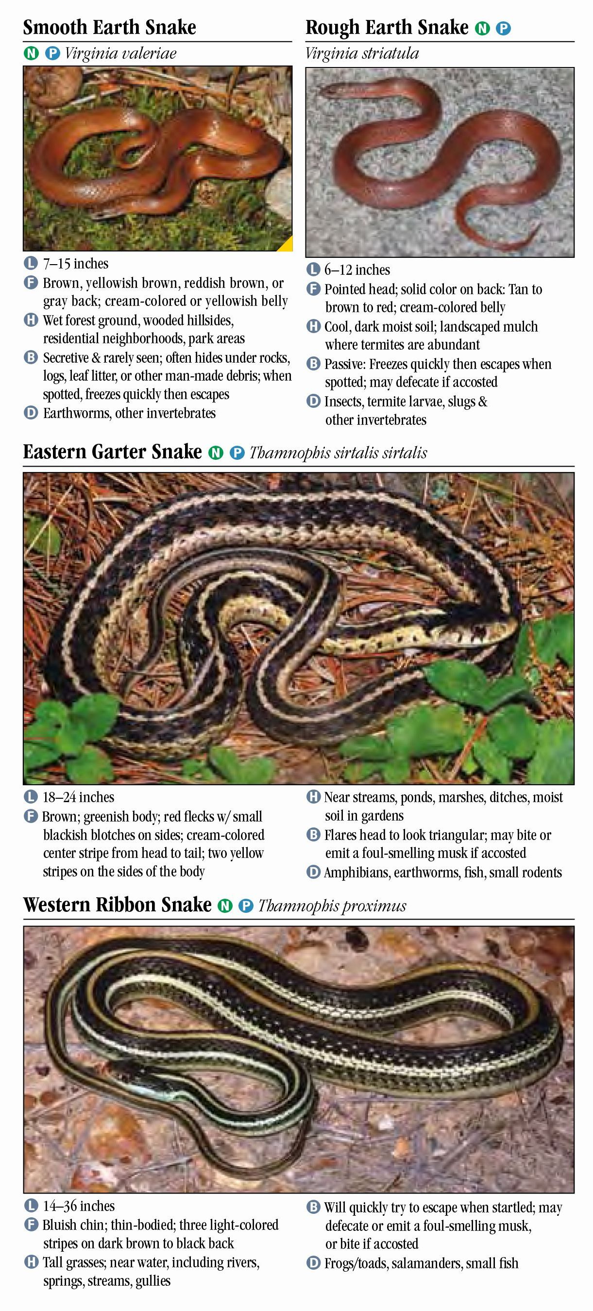 Snakes of Arkansas – Quick Reference Publishing Retail