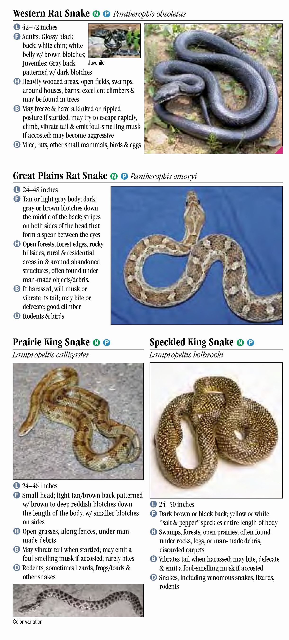 Snakes of Arkansas – Quick Reference Publishing Retail