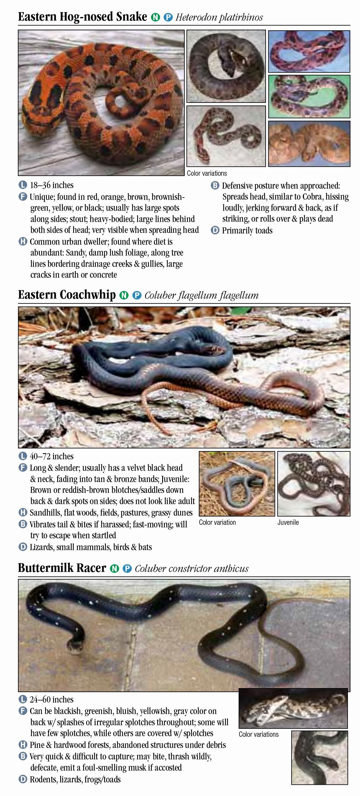 Snakes of Arkansas – Quick Reference Publishing Retail