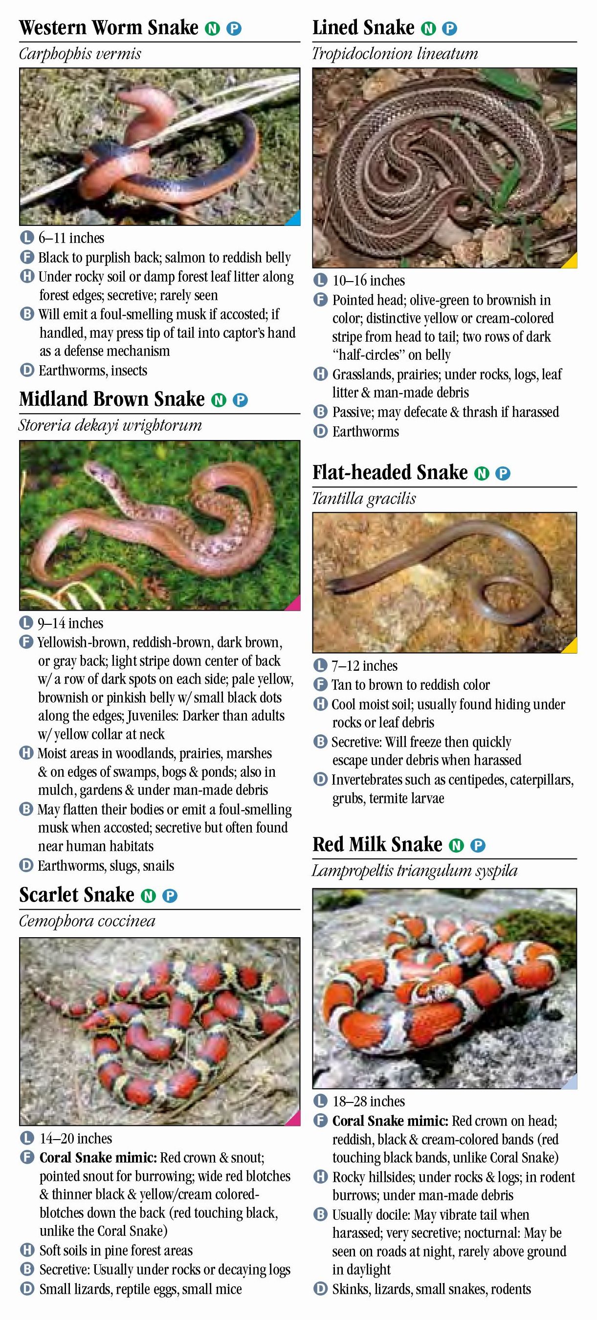 Snakes of Arkansas – Quick Reference Publishing Retail