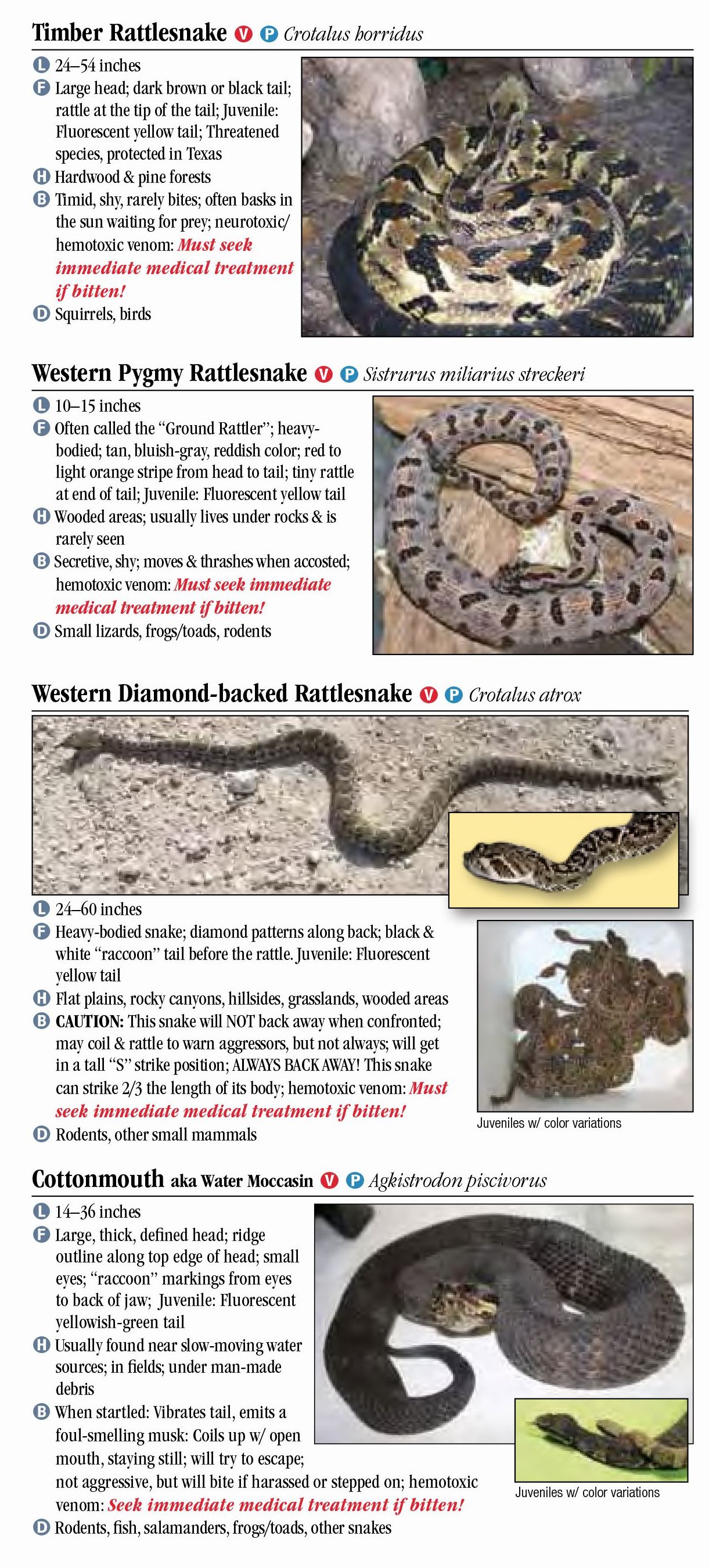 Snakes of Arkansas – Quick Reference Publishing Retail