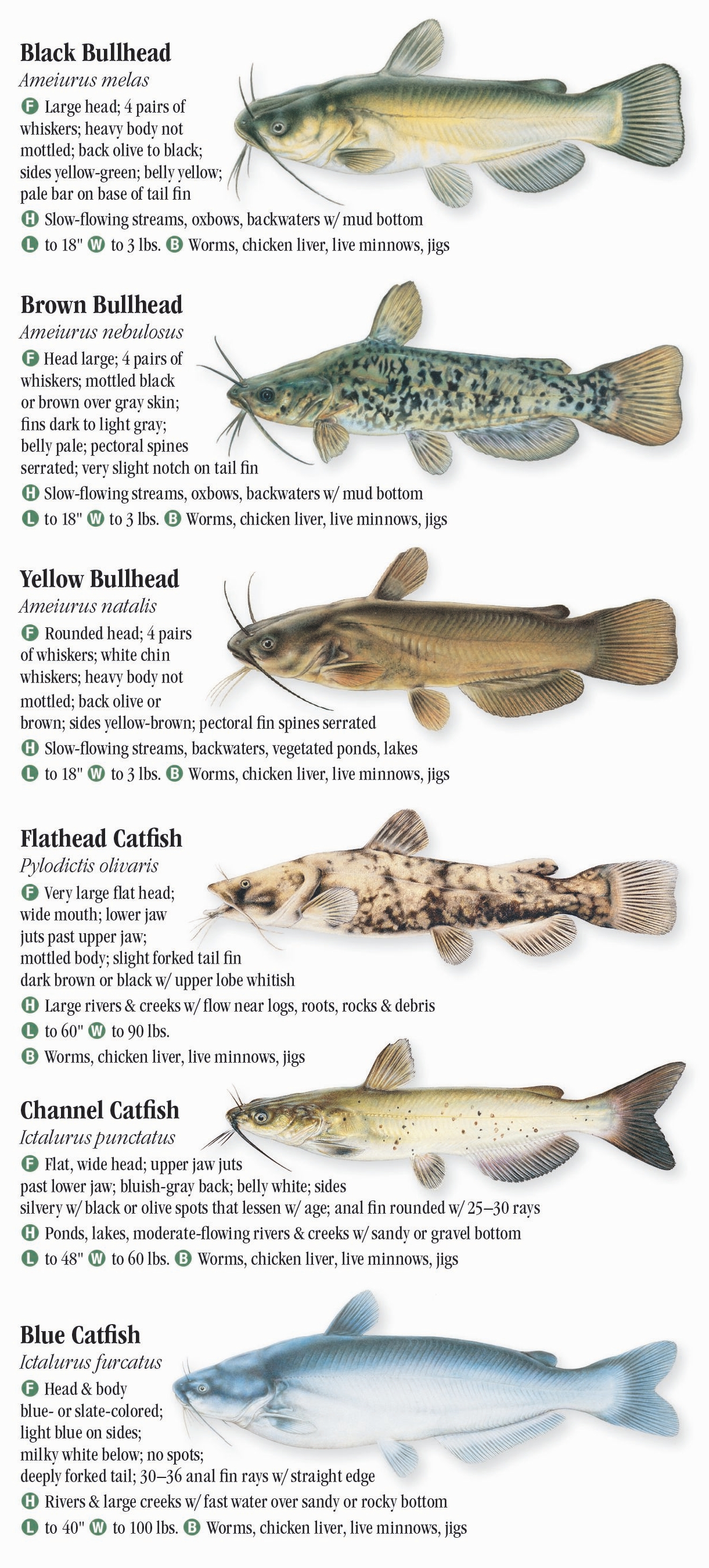 Freshwater Fishes of Kentucky Quick Reference Publishing Retail