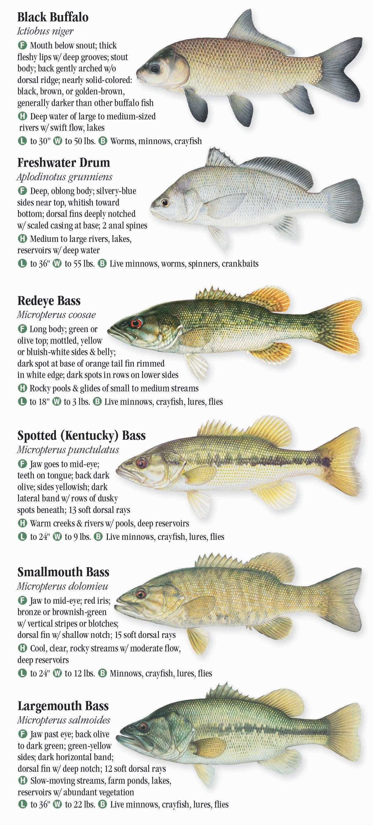 freshwater-fishes-of-kentucky-quick-reference-publishing-retail