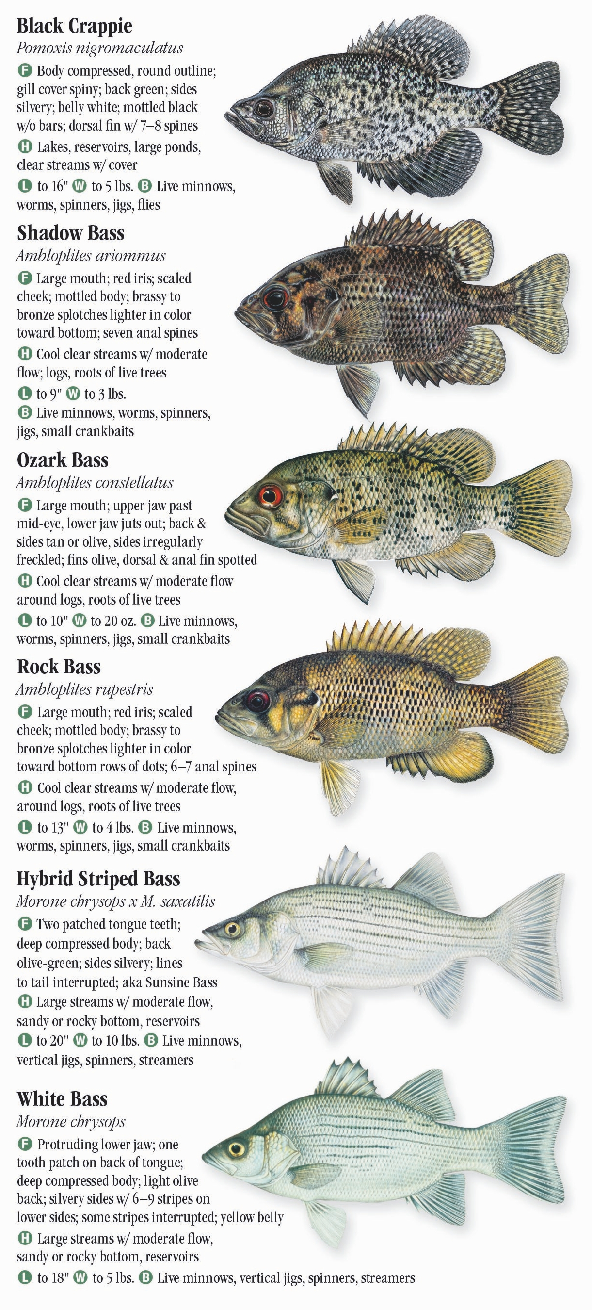 Freshwater Fishes of Missouri – Quick Reference Publishing Retail