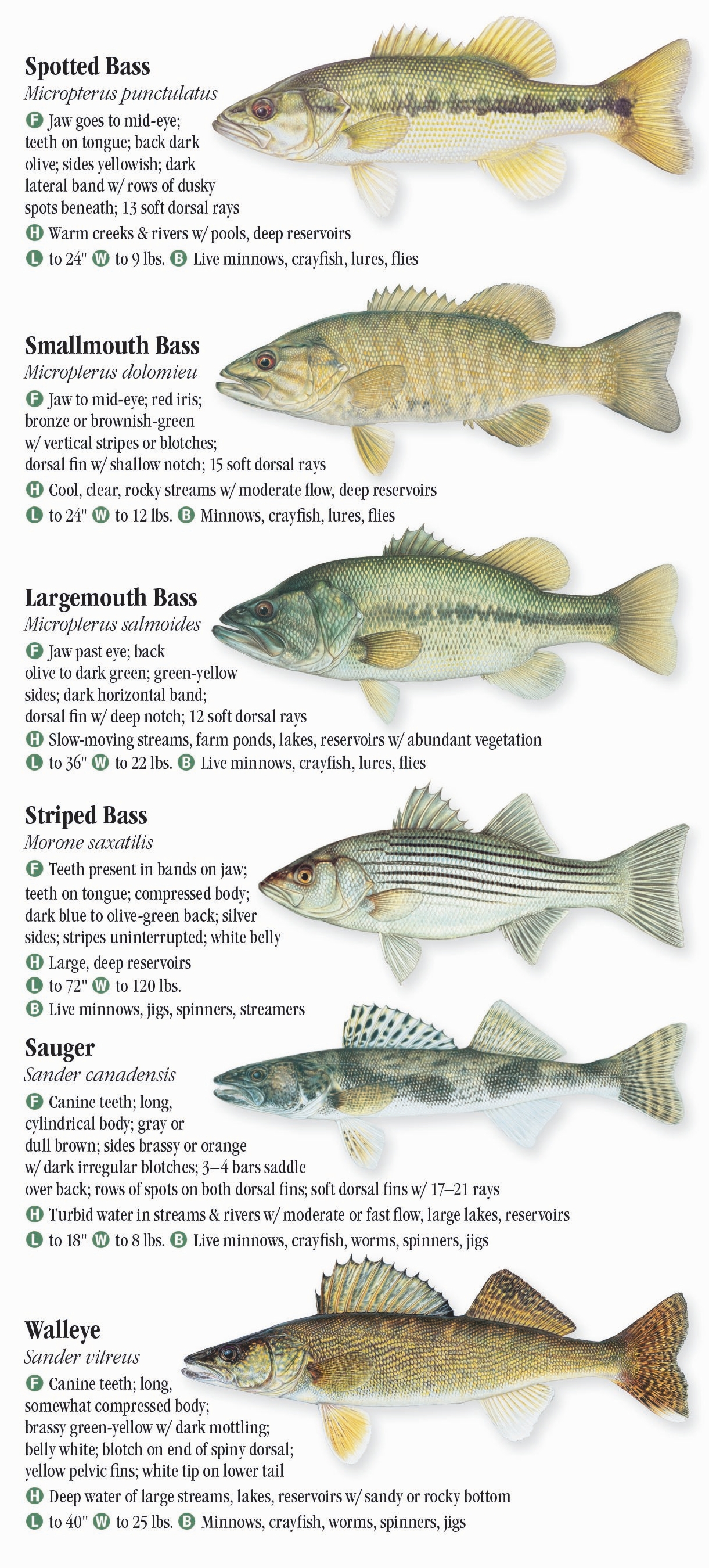 Freshwater Fishes of Missouri – Quick Reference Publishing Retail