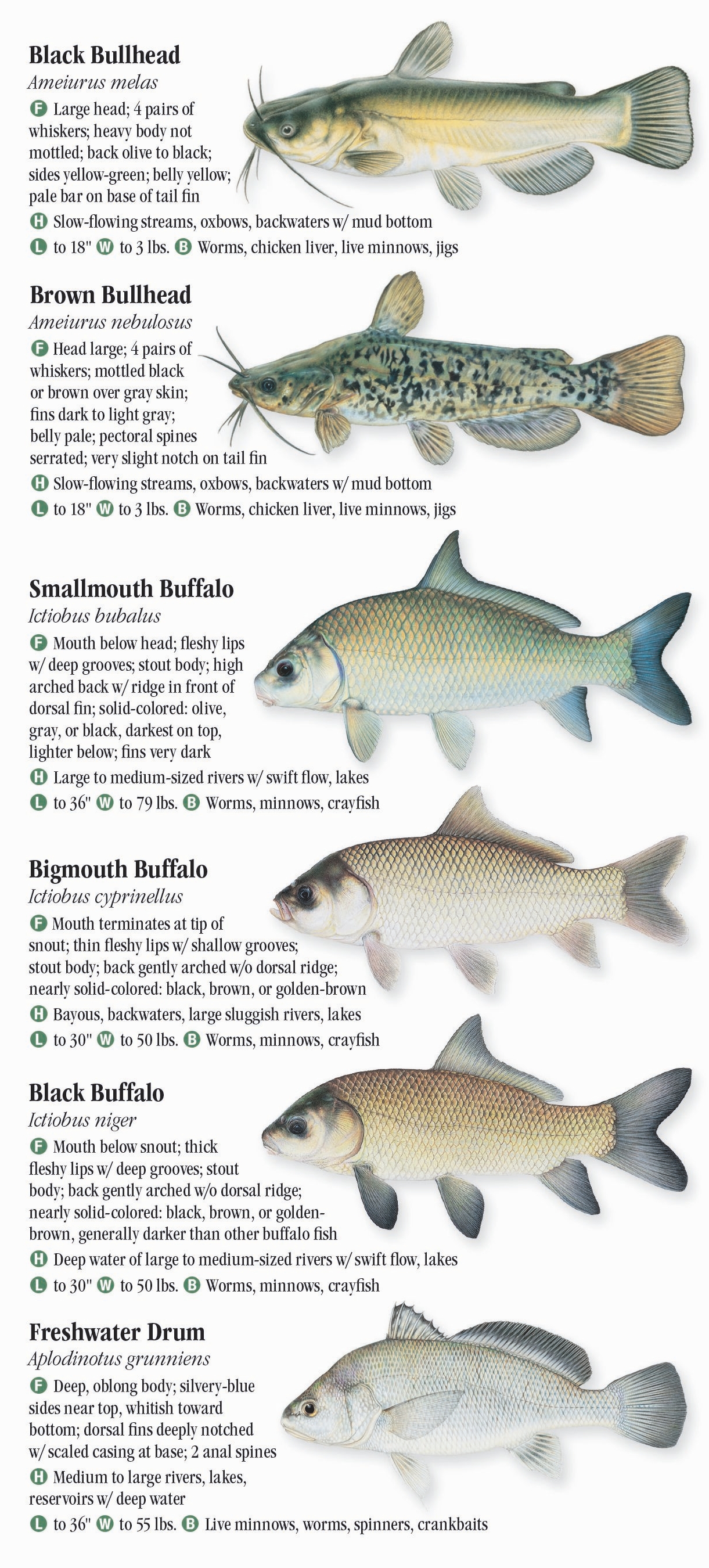 Freshwater Fishes of Arkansas – Quick Reference Publishing Retail