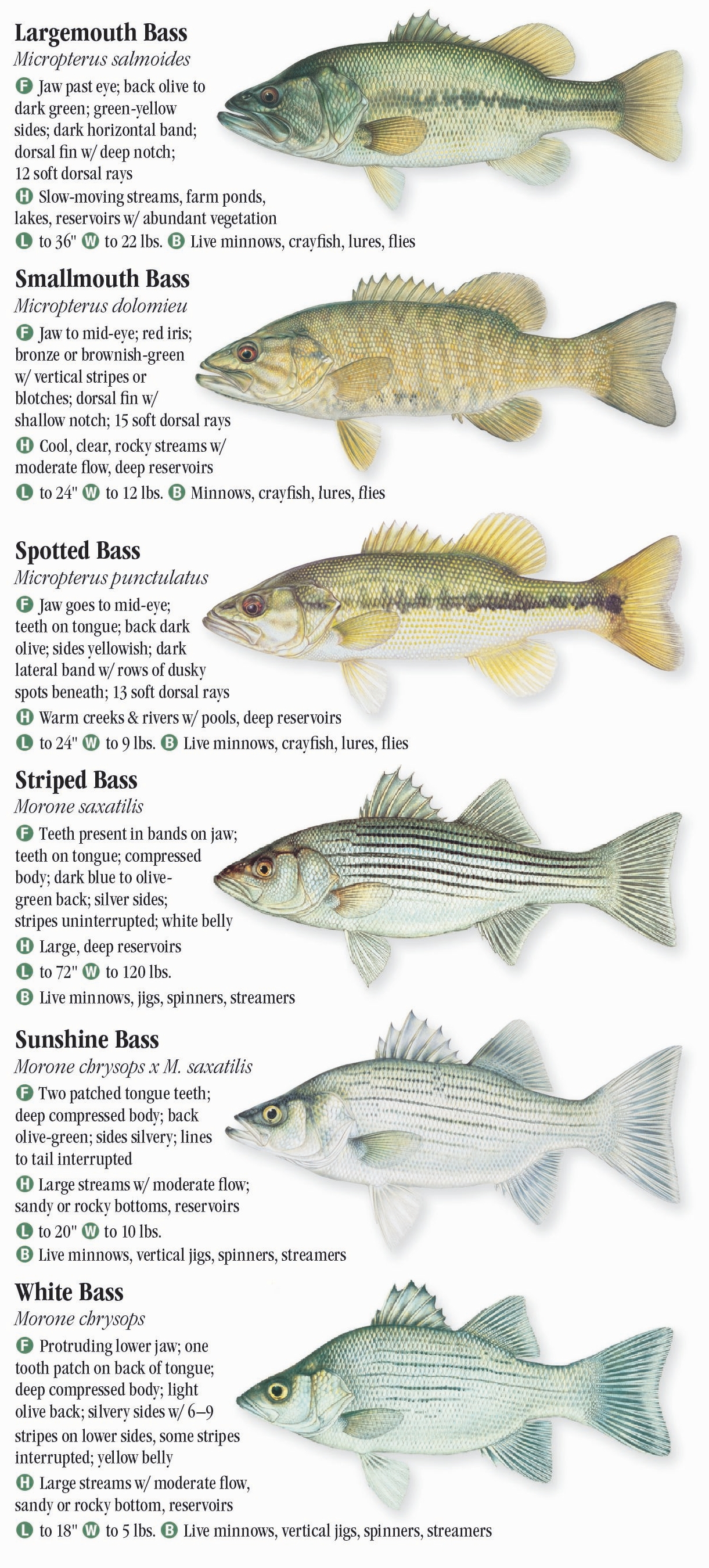 Freshwater Fishes of Arkansas – Quick Reference Publishing Retail