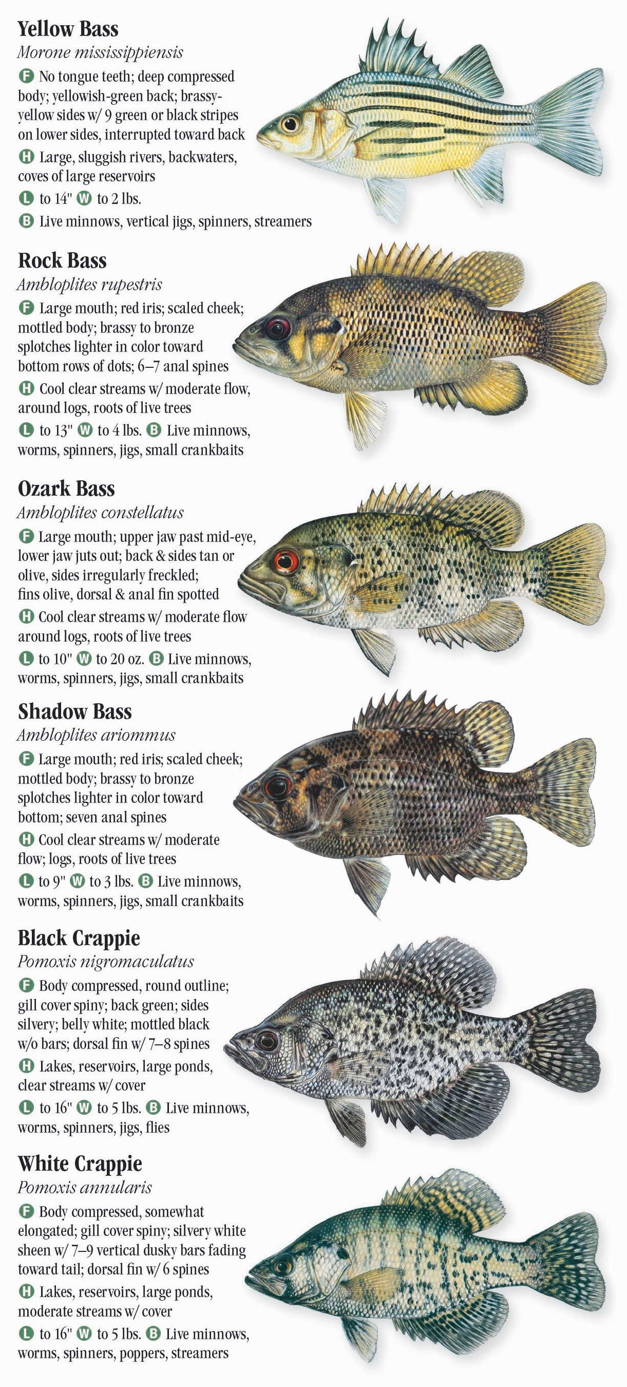 Freshwater Fishes of Arkansas – Quick Reference Publishing Retail