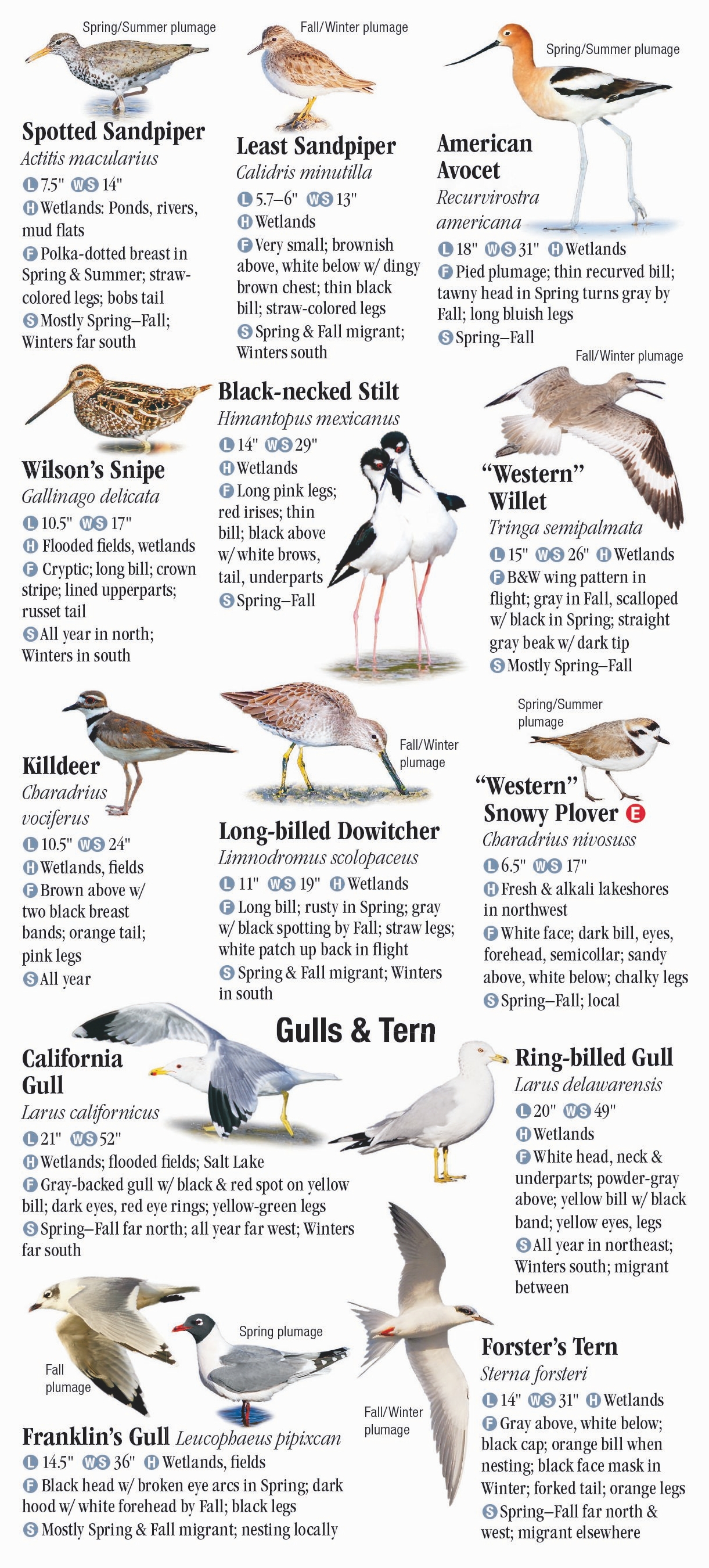 Birds of Nevada – Quick Reference Publishing Retail