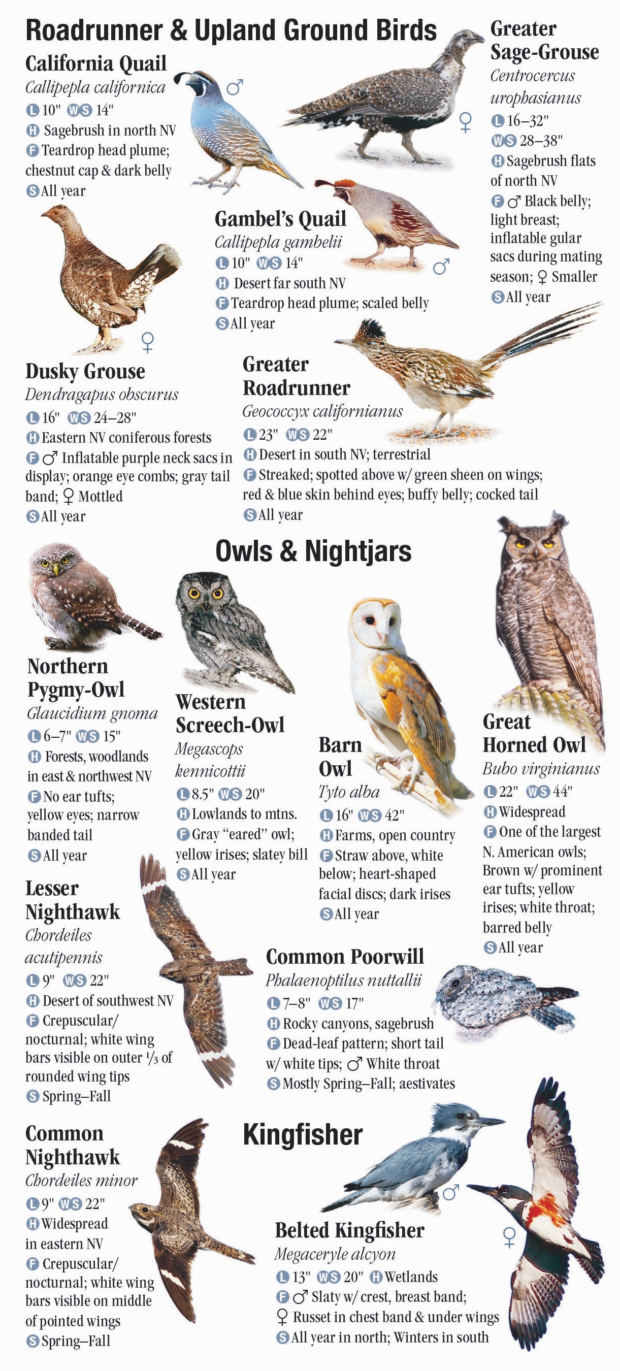 Birds of Nevada – Quick Reference Publishing Retail