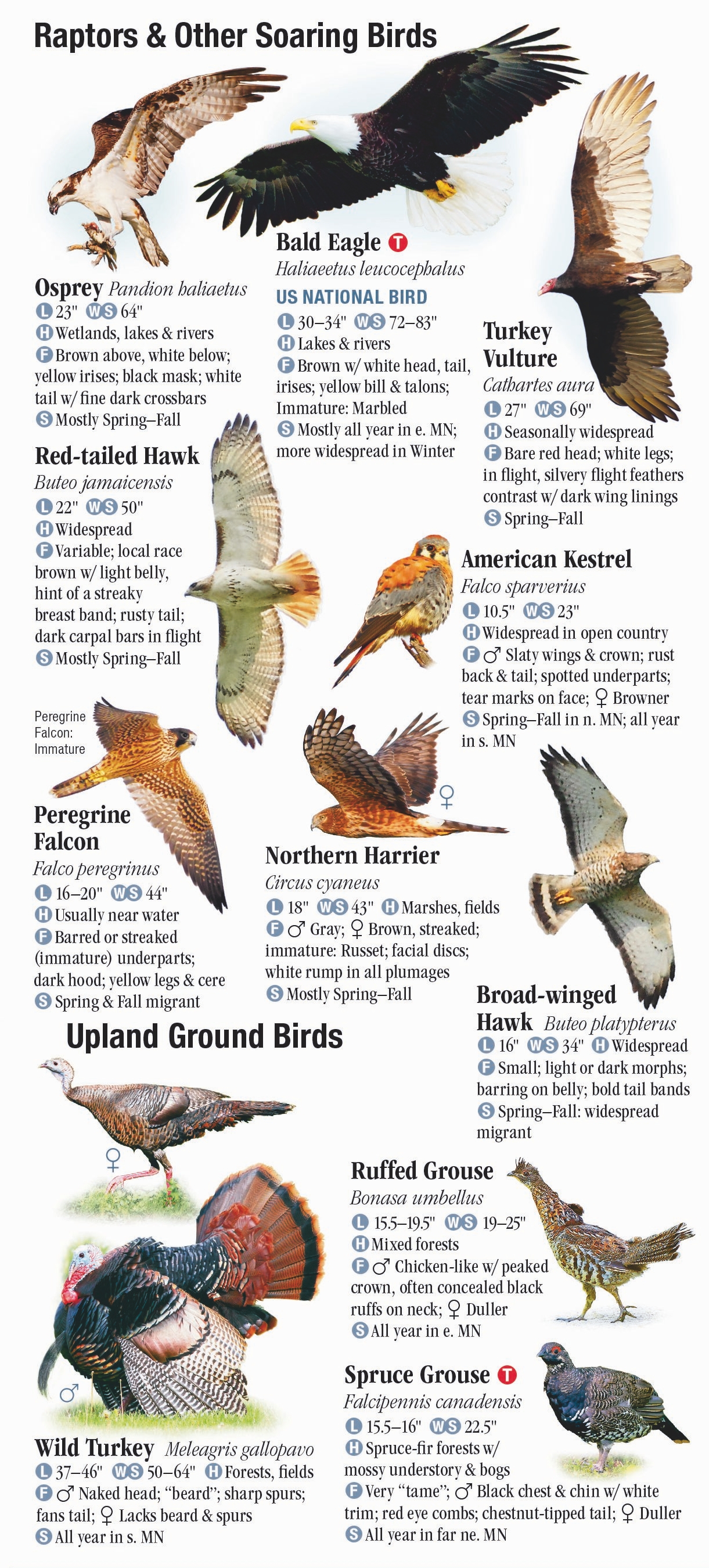 Birds of Minnesota Quick Reference Publishing