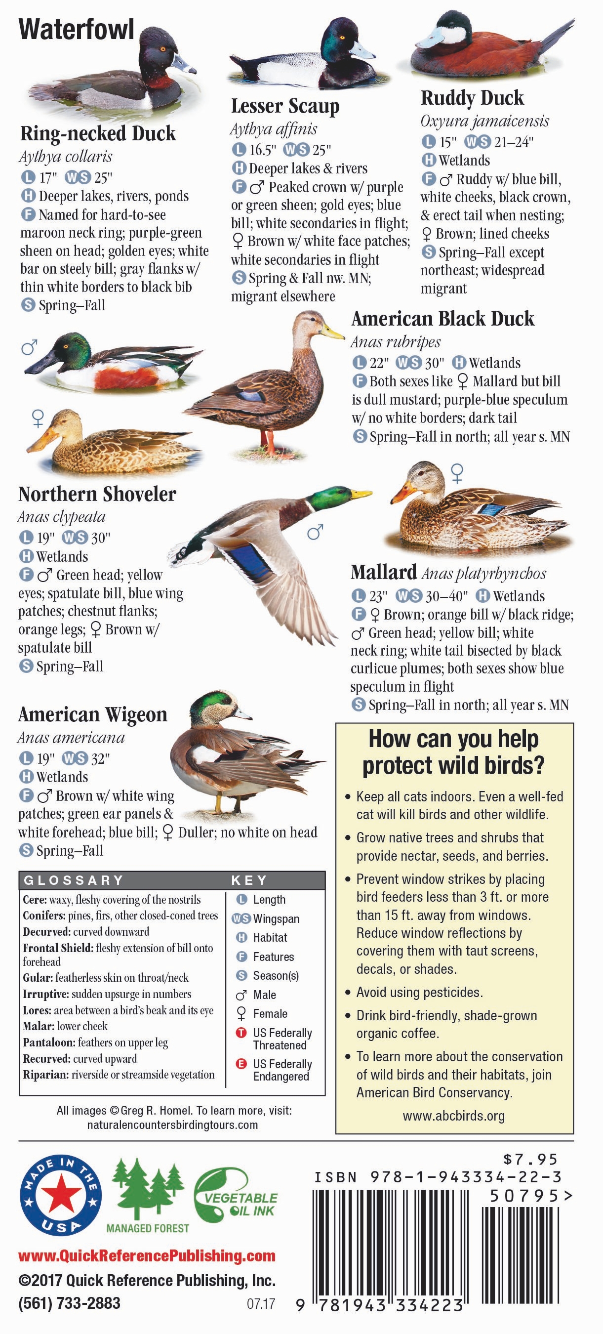 Birds of Minnesota – Quick Reference Publishing Retail