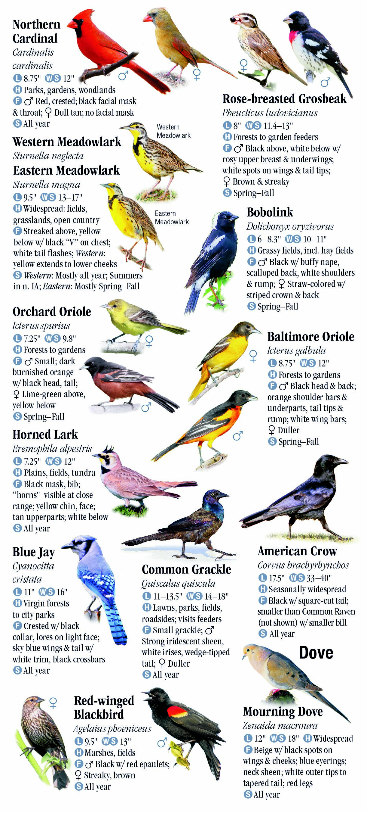 Birds of Iowa – Quick Reference Publishing Retail