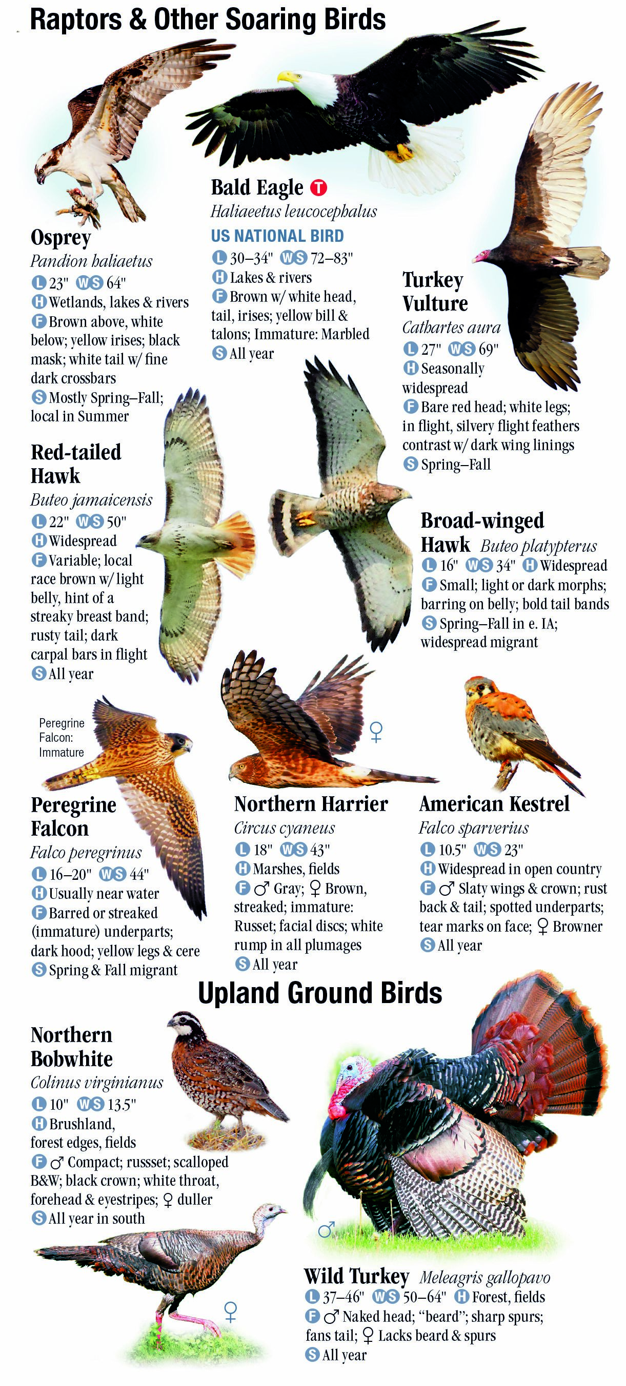 Birds of Iowa – Quick Reference Publishing Retail