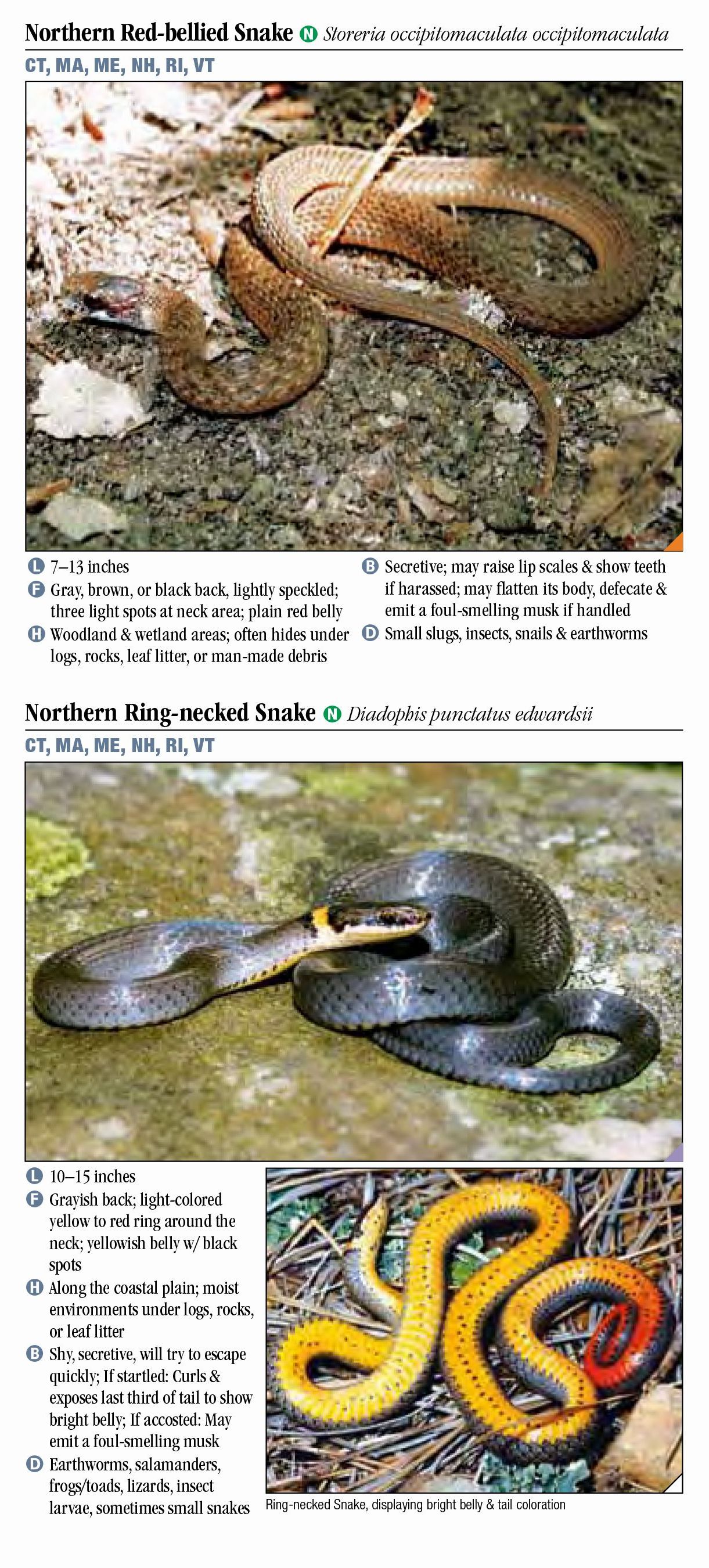 constrictor snakes in england
