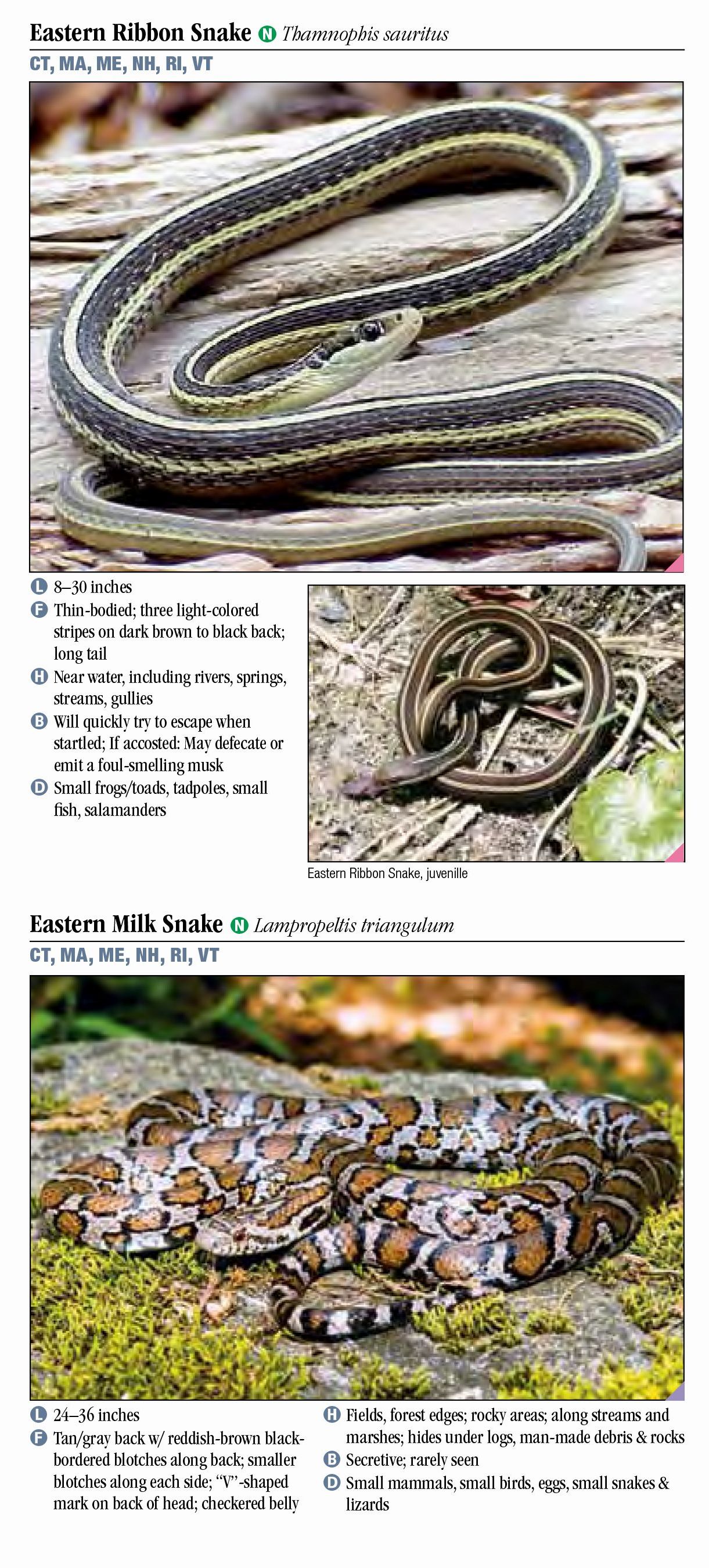 Snakes of New England – Quick Reference Publishing Retail