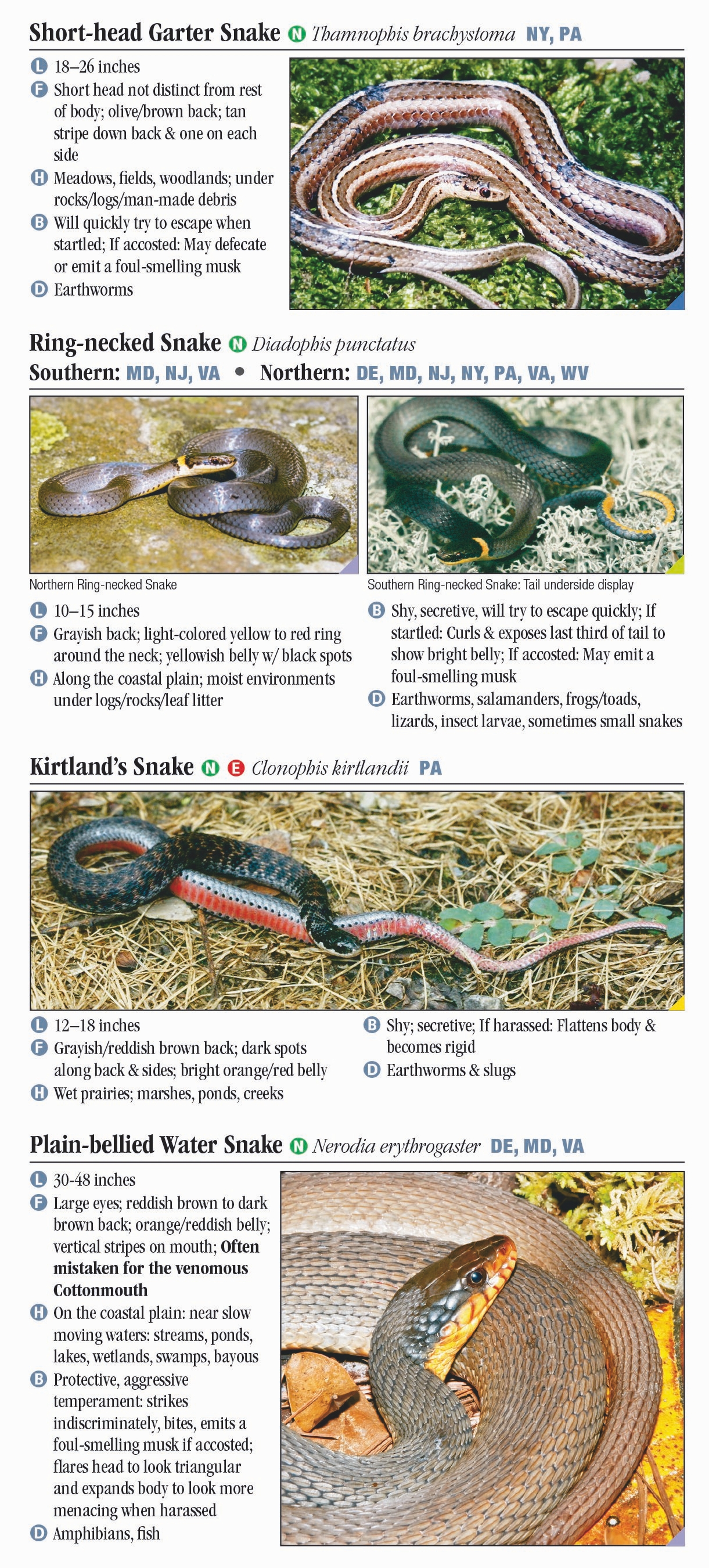 Snakes Of The Mid-Atlantic States – Quick Reference Publishing Retail