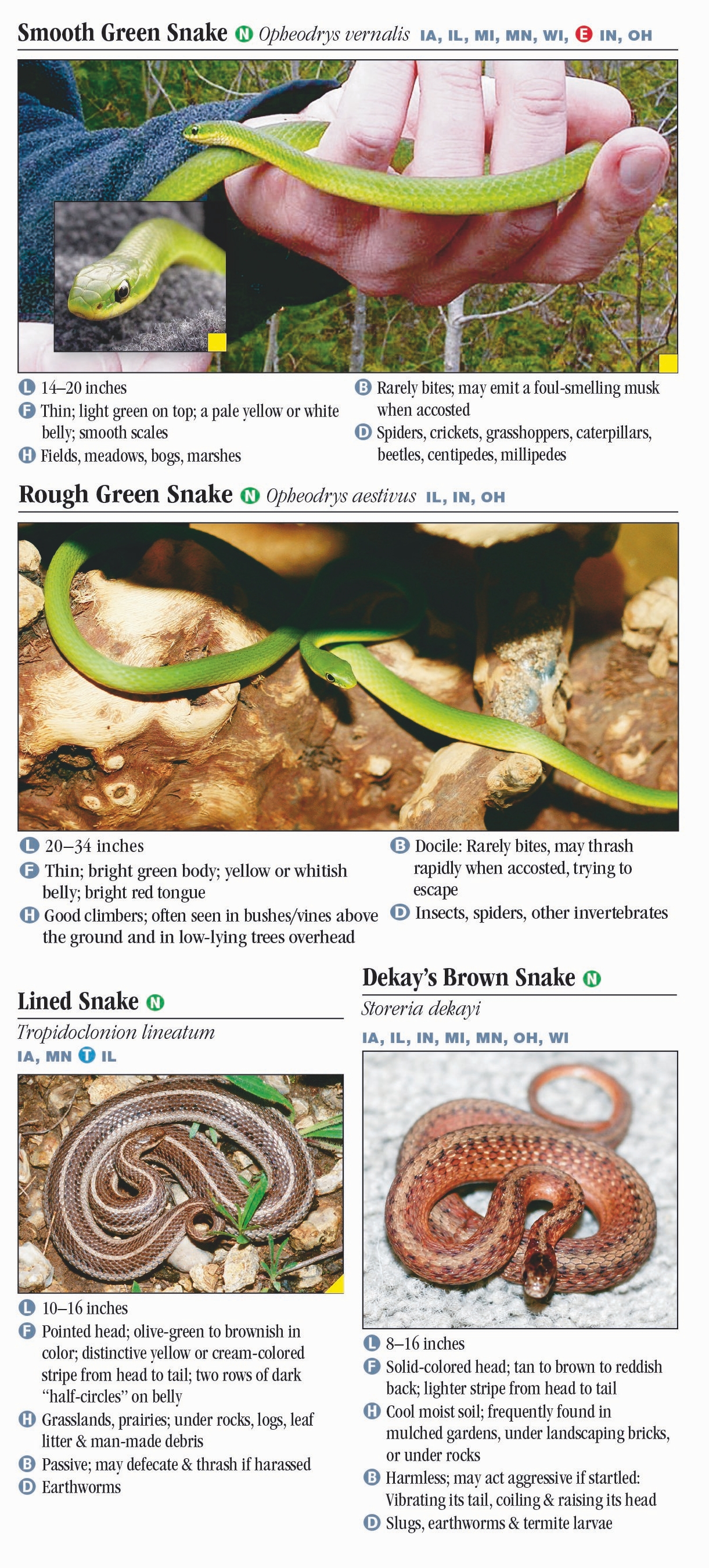 Lined Snake (Tropidoclonion lineatum) - Minnesota Amphibian & Reptile Survey