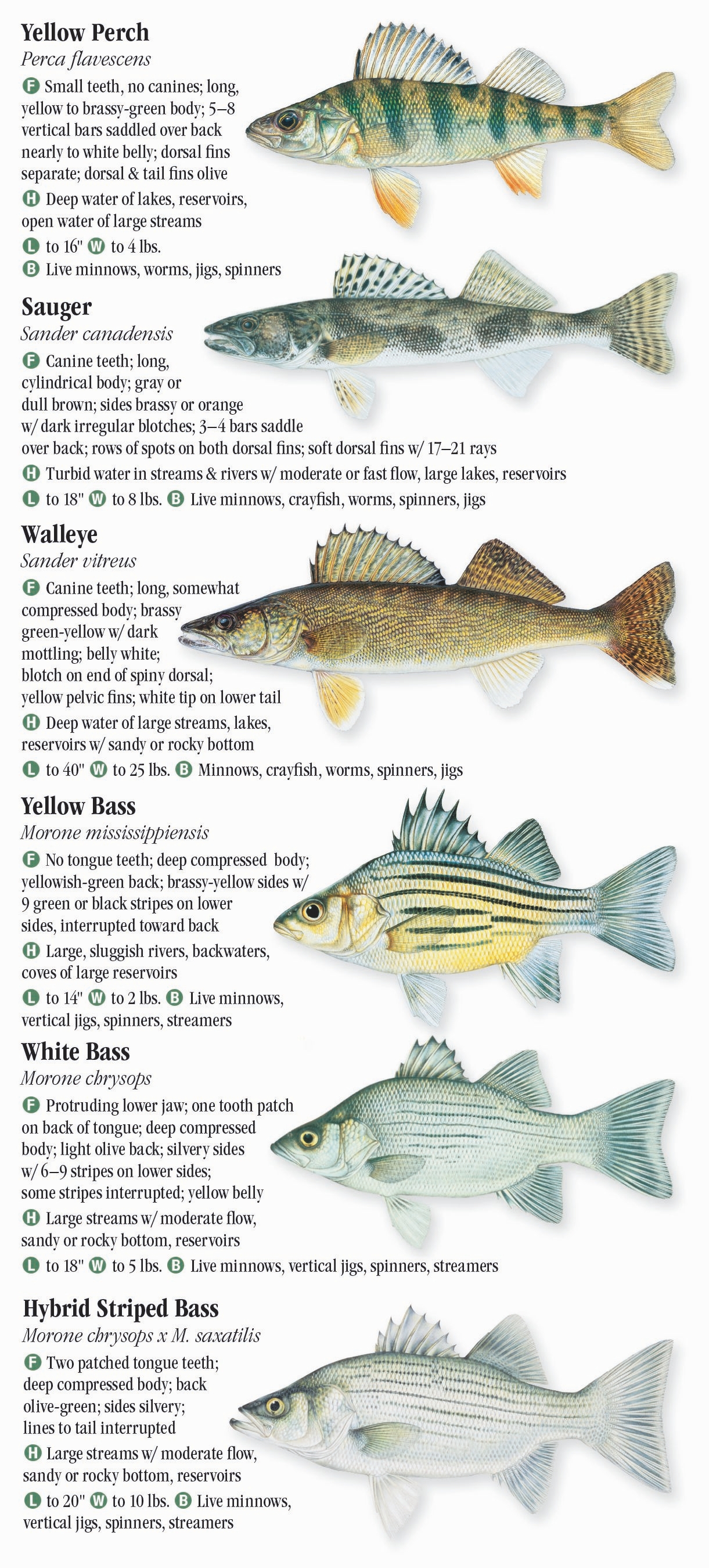 freshwater-fishes-of-alabama-mississippi-quick-reference-publishing