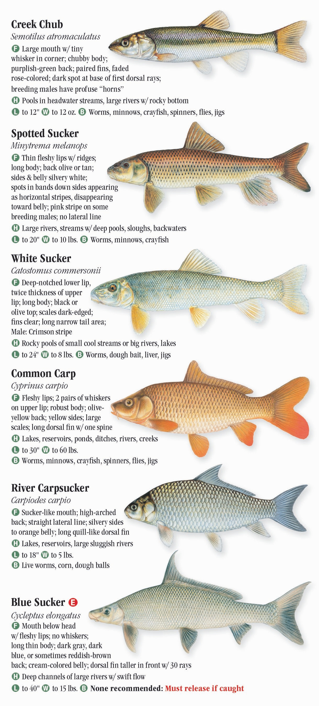 Freshwater Fishes of Tennessee – Quick Reference Publishing Retail