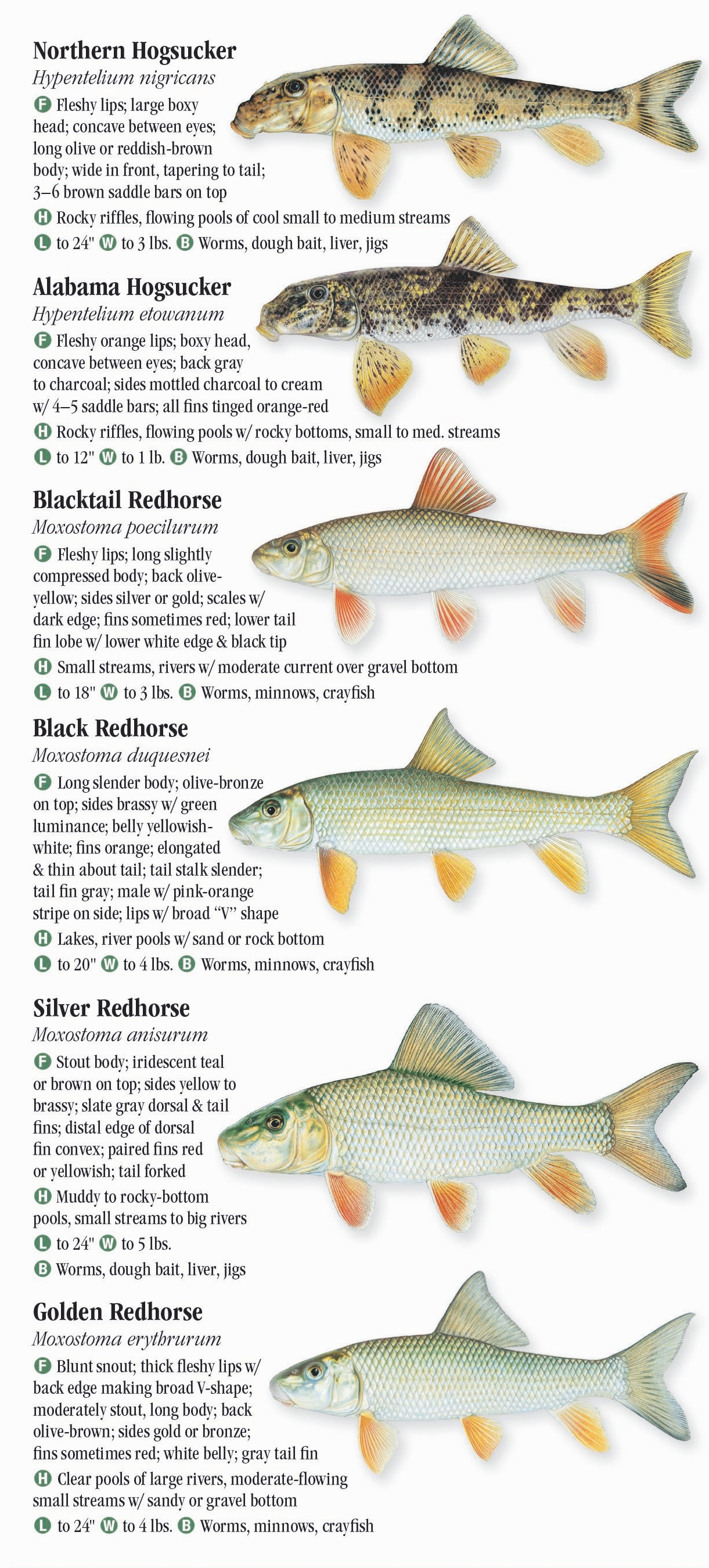 Freshwater Fishes of Tennessee Quick Reference Publishing Retail