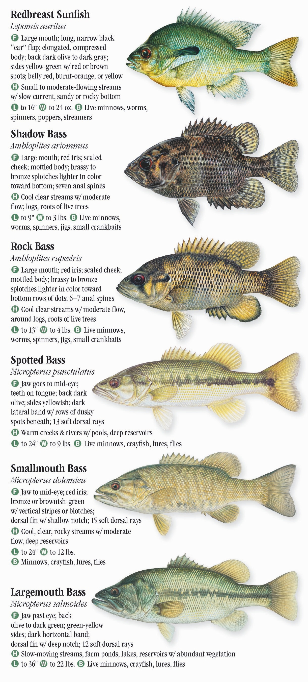 Tennessee Fish Species Chart