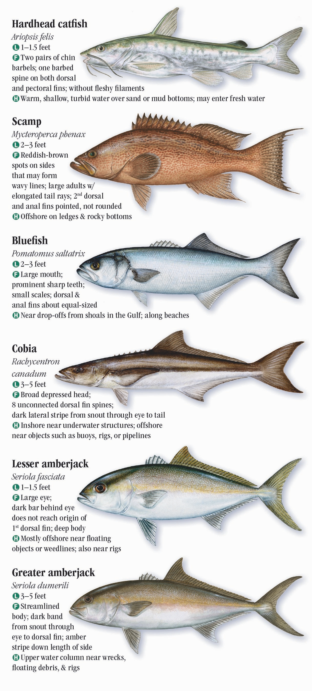 Saltwater Fishes of Alabama and Mississippi – Quick Reference ...