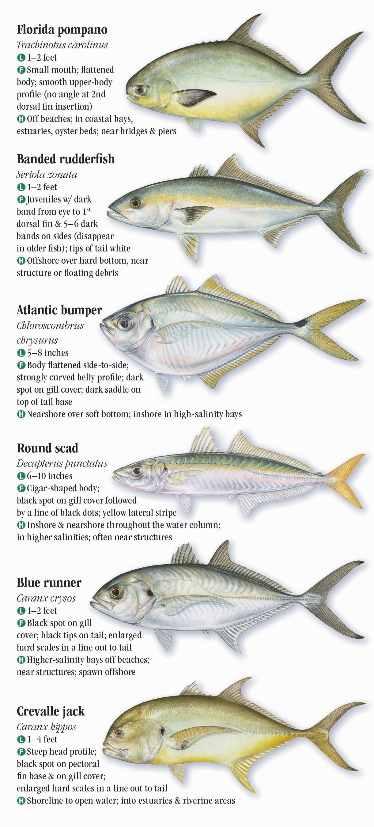 Saltwater Fishes of Alabama and Mississippi – Quick Reference ...