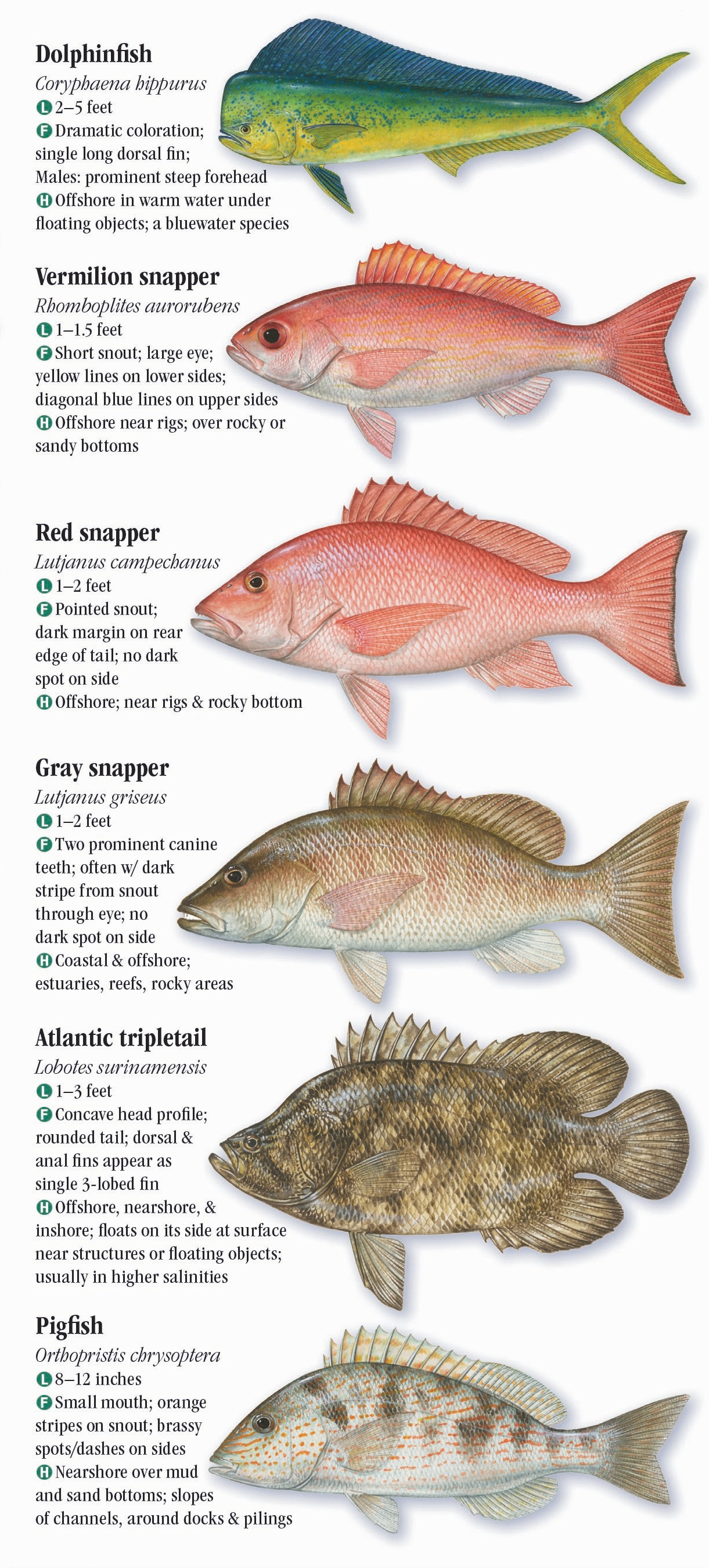 Saltwater Fishes of Alabama and Mississippi – Quick Reference ...