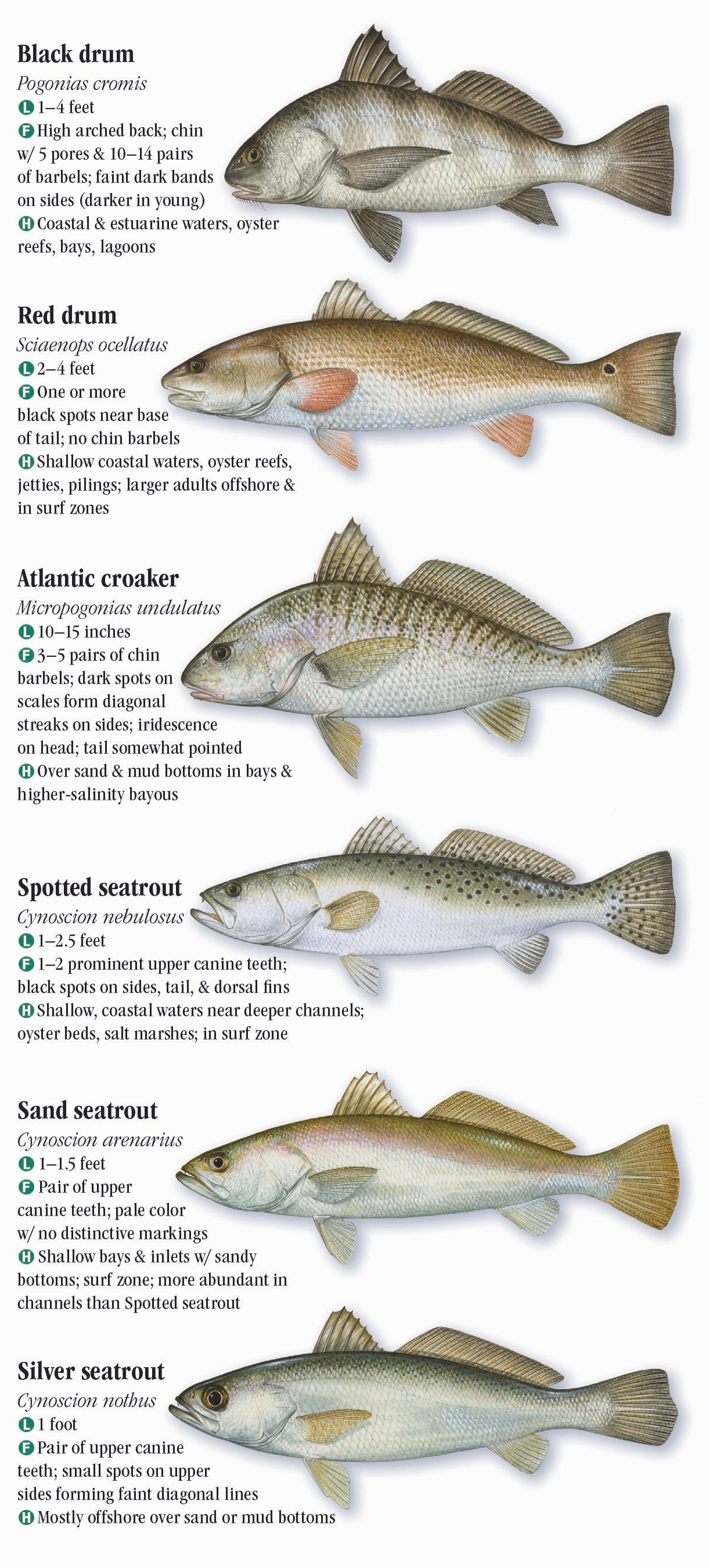 Saltwater Fishes of Alabama and Mississippi – Quick Reference ...