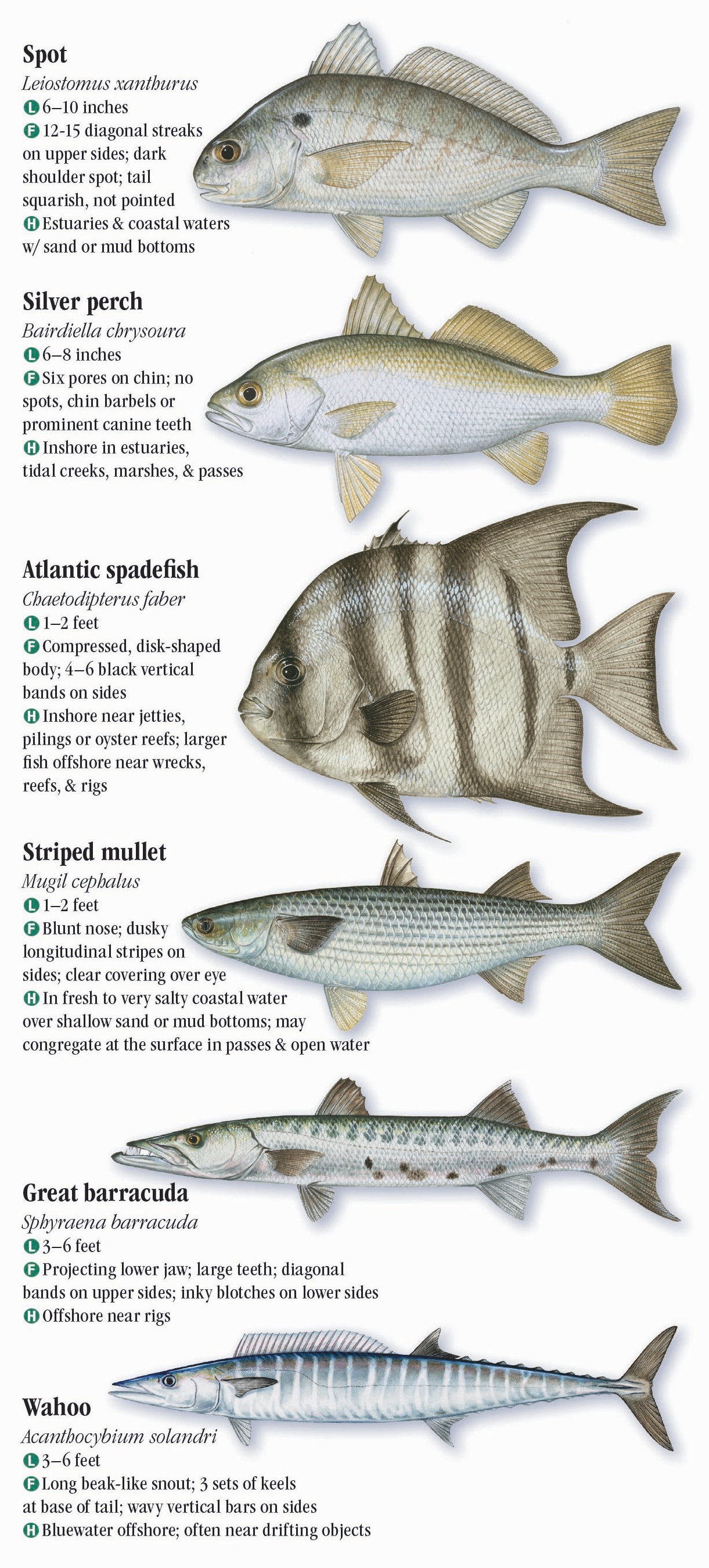 Saltwater Fishes of Alabama and Mississippi – Quick Reference ...