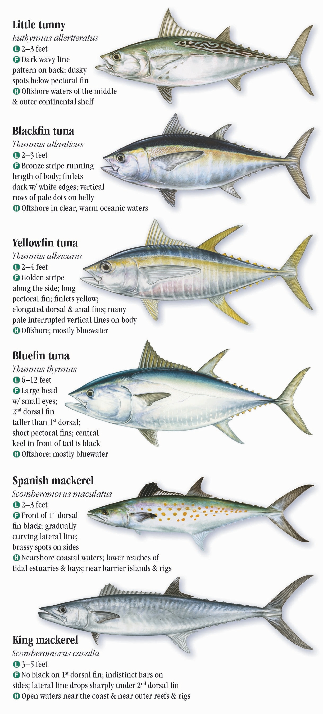 Saltwater Fishes of Alabama and Mississippi – Quick Reference ...