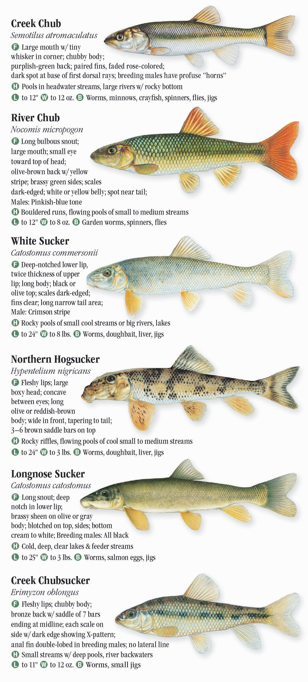 Nys Freshwater Fish Identification Chart