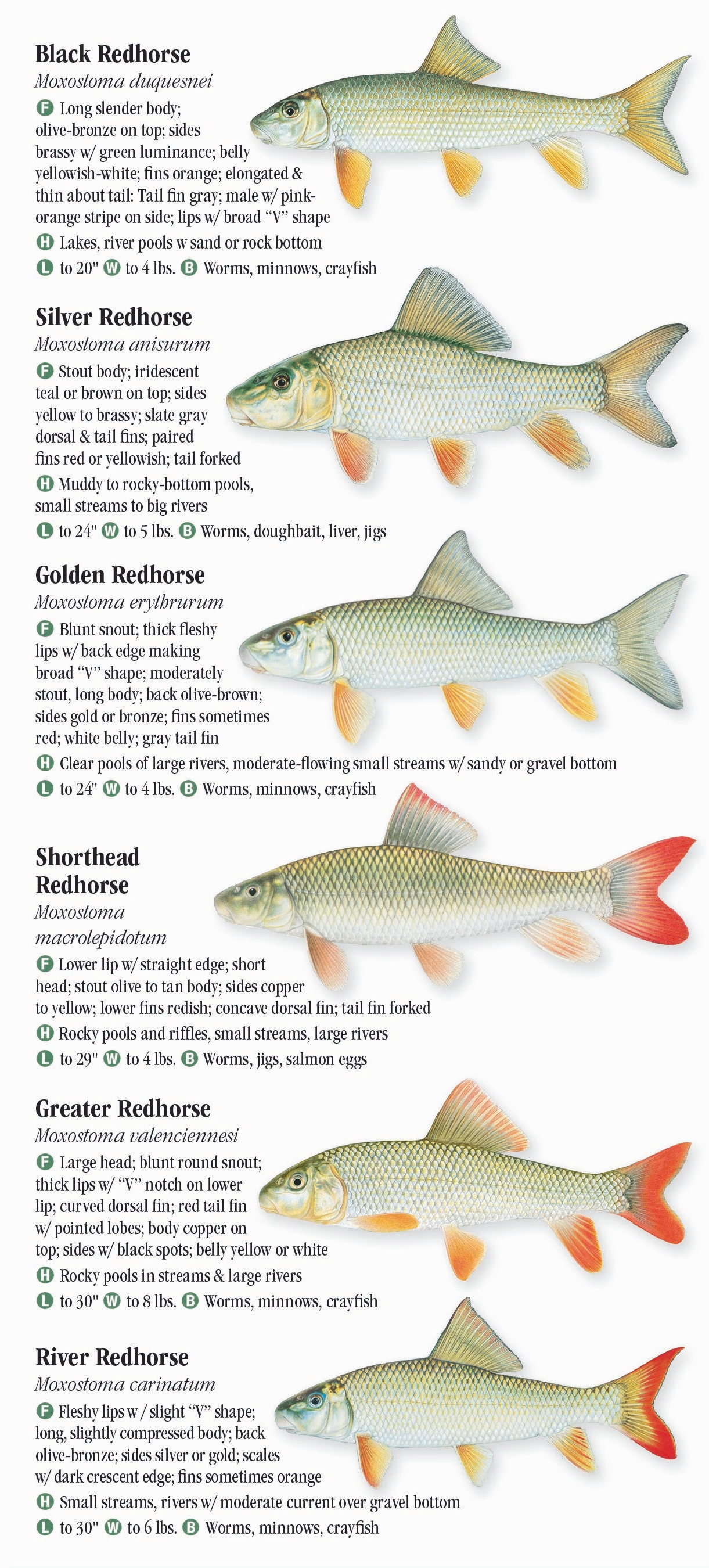 Freshwater Fishes of New York – Quick Reference Publishing Retail