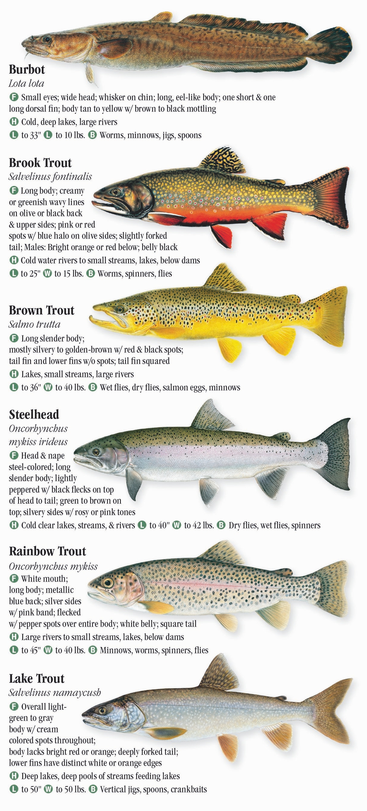 common freshwater fish