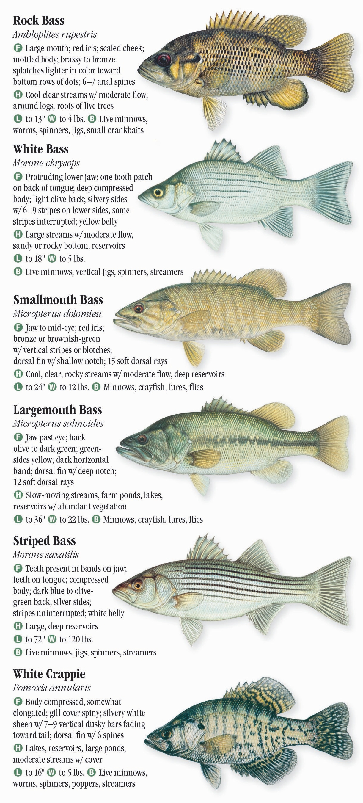 Freshwater Fishes of New York – Quick Reference Publishing Retail