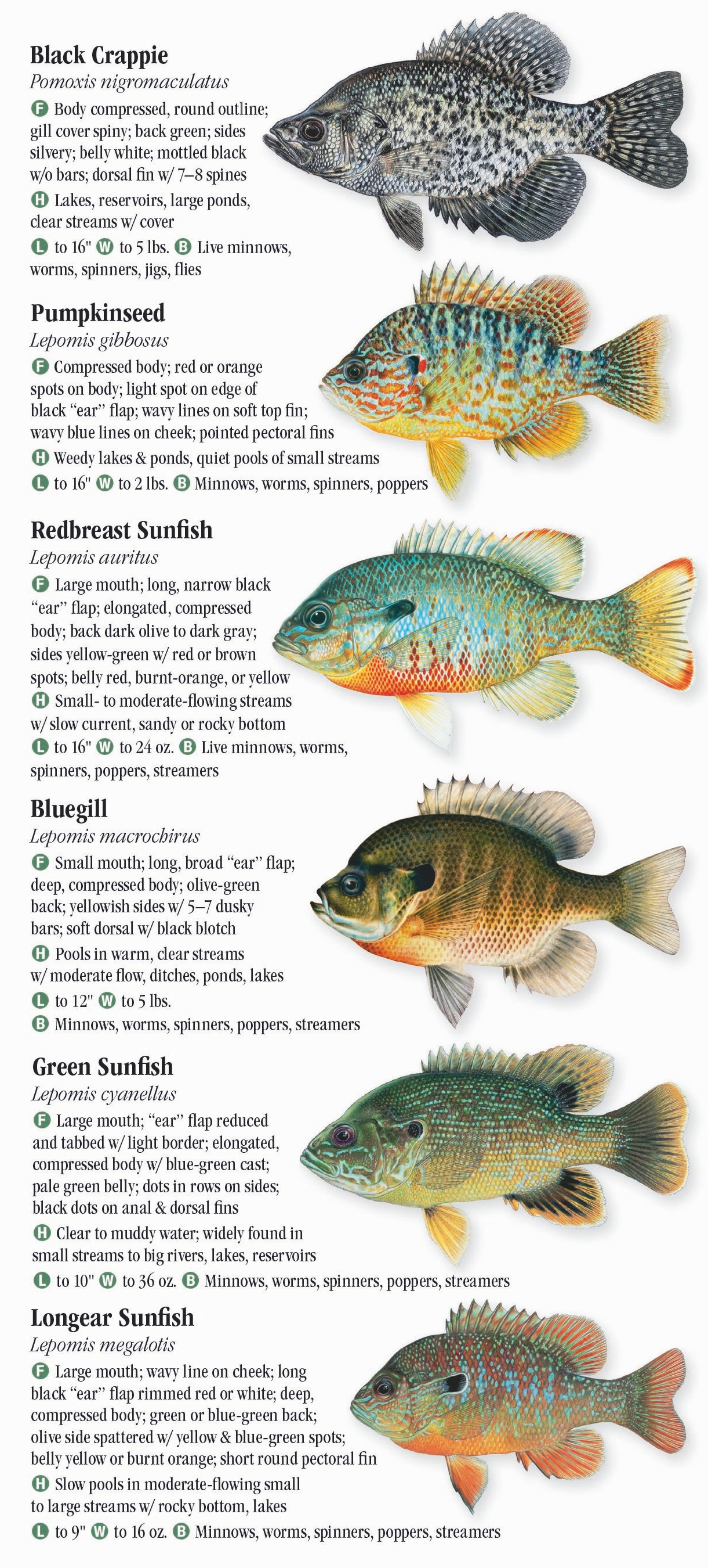 Freshwater Fishes of New York – Quick Reference Publishing Retail