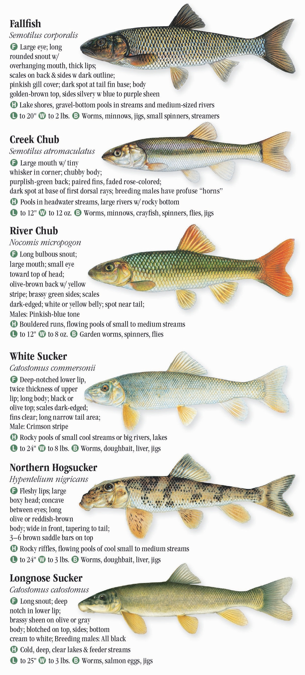 Freshwater Fishes of Pennsylvania Quick Reference Publishing Retail