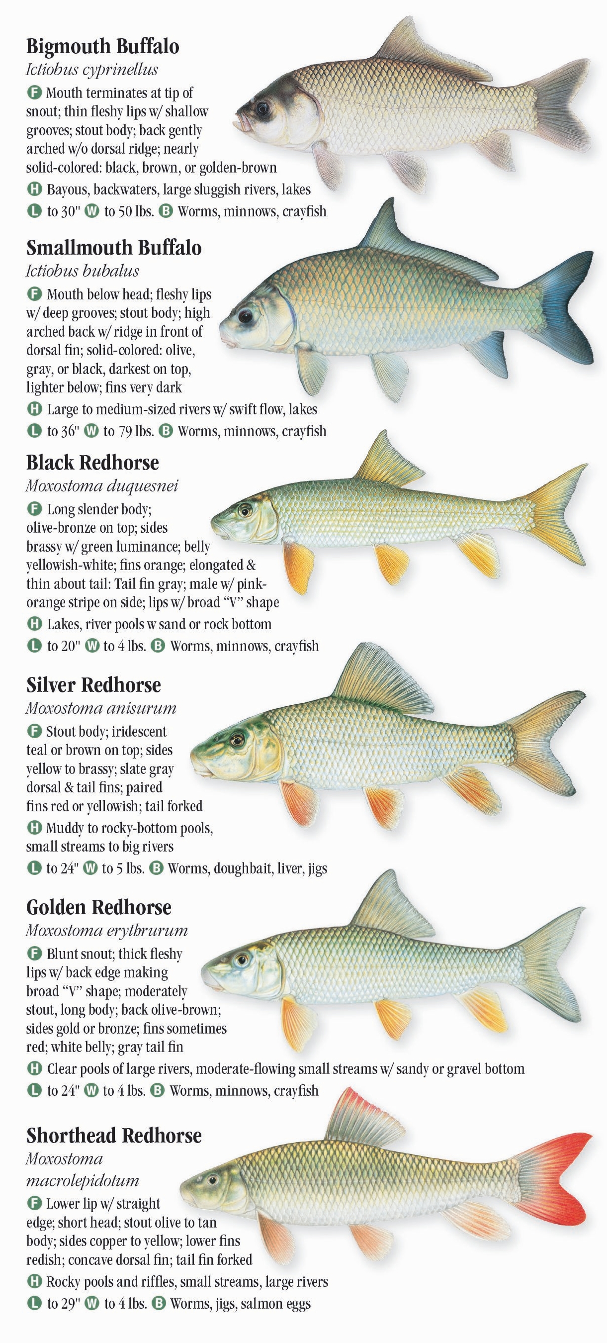 Freshwater Fishes of Pennsylvania Quick Reference Publishing Retail