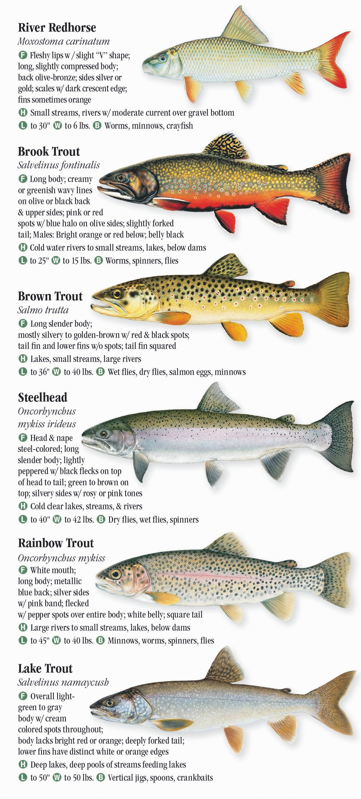 freshwater fish species