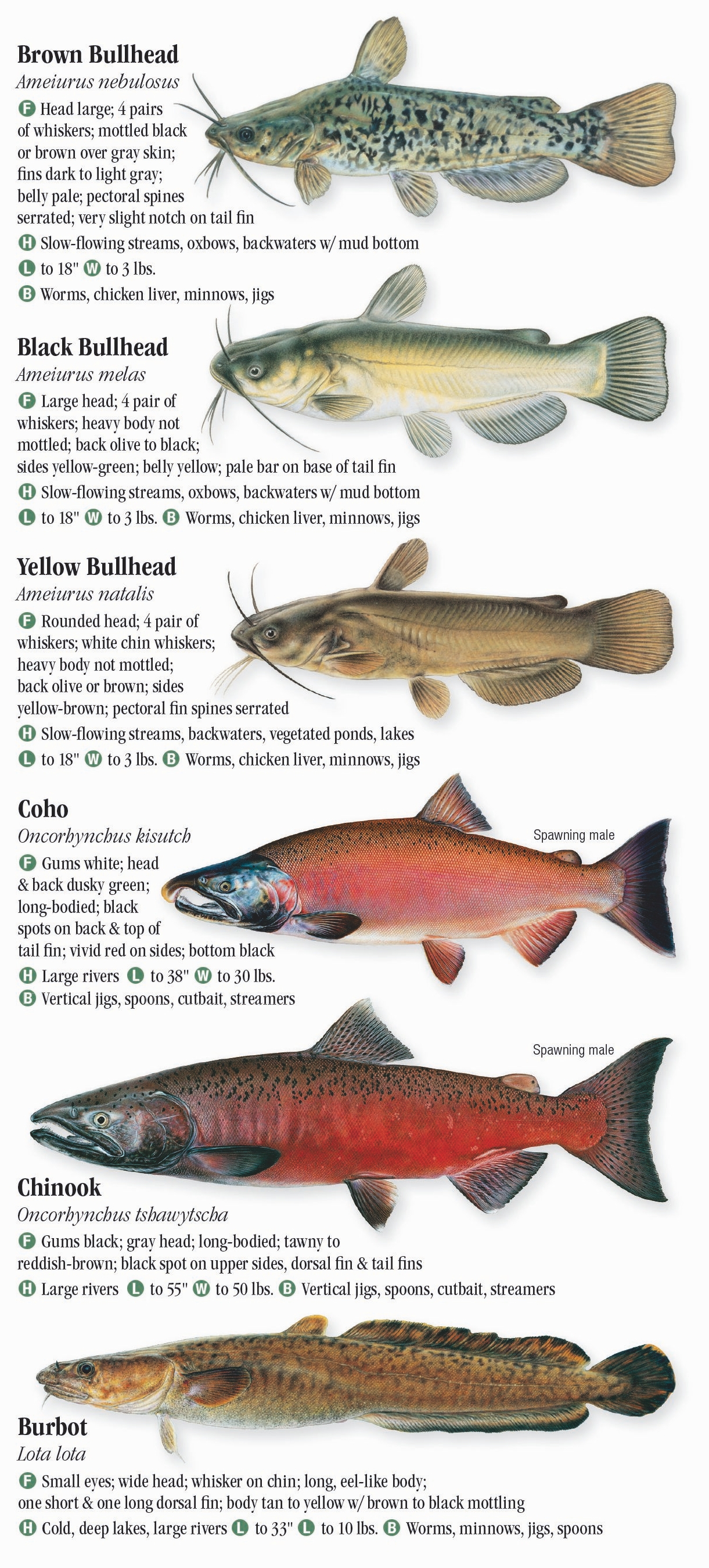 Freshwater Fishes of Pennsylvania Quick Reference Publishing Retail