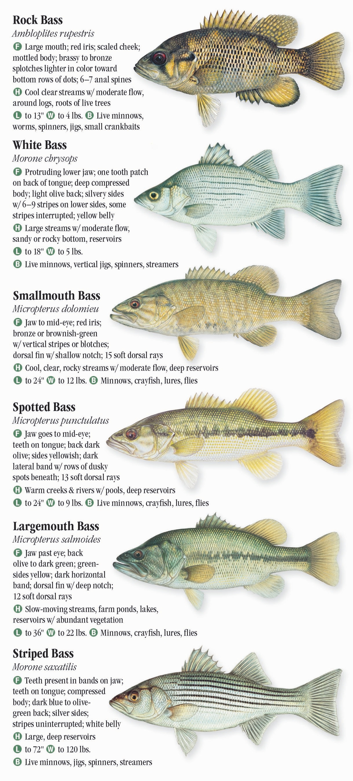 Freshwater Fishes of Pennsylvania Quick Reference Publishing Retail