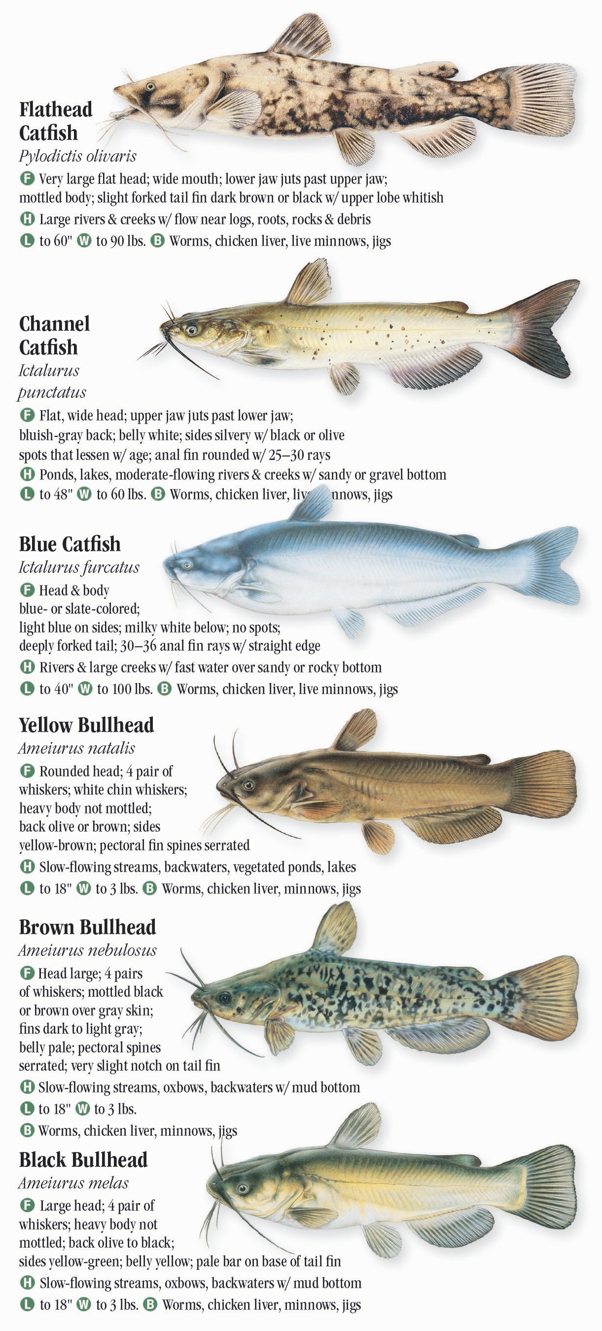 Freshwater Fishes of Ohio – Quick Reference Publishing Retail