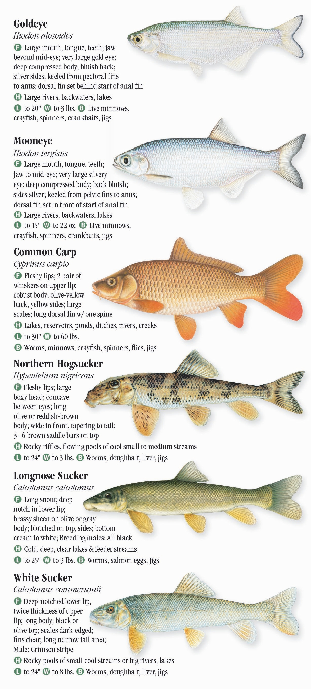 Freshwater Fishes of Ohio – Quick Reference Publishing Retail