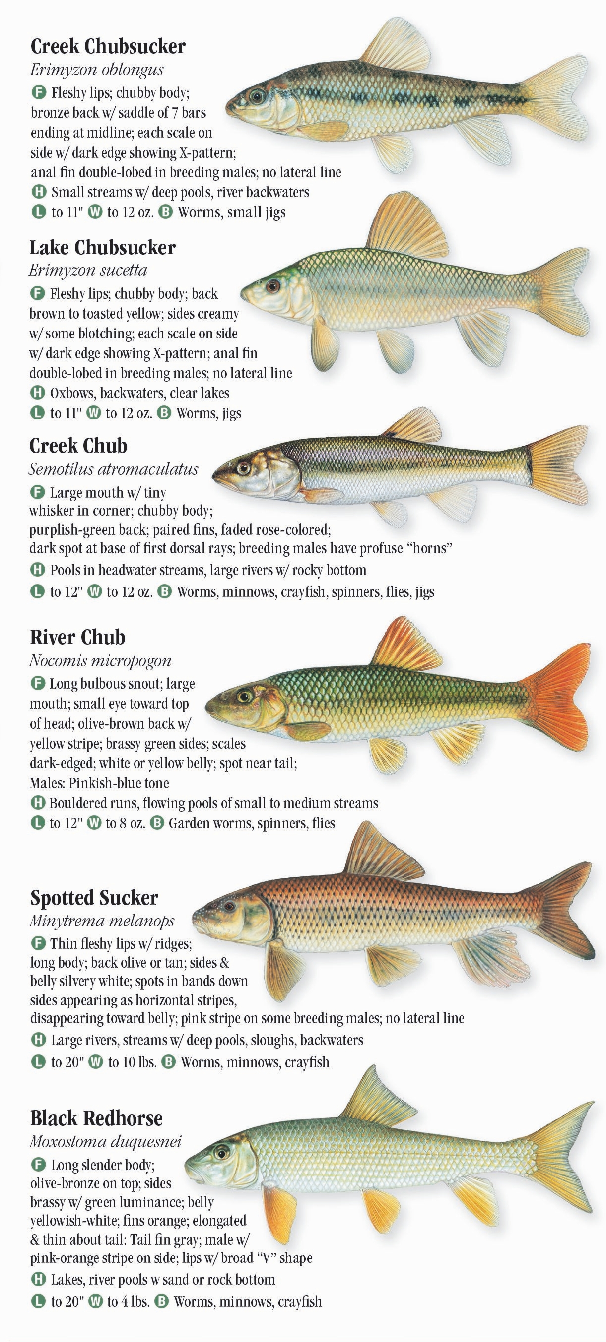 Freshwater Fishes of Ohio – Quick Reference Publishing Retail